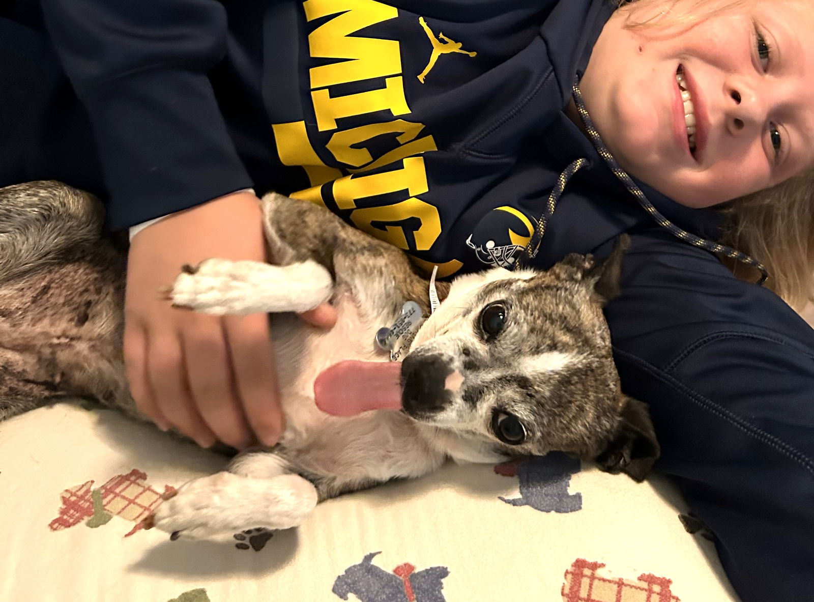 ELLIE - Boston Terrier