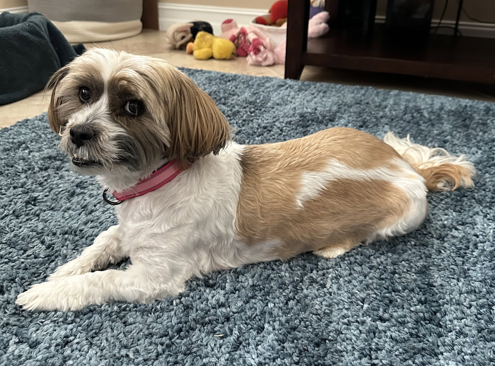 Maggie - Lhasa Apso
