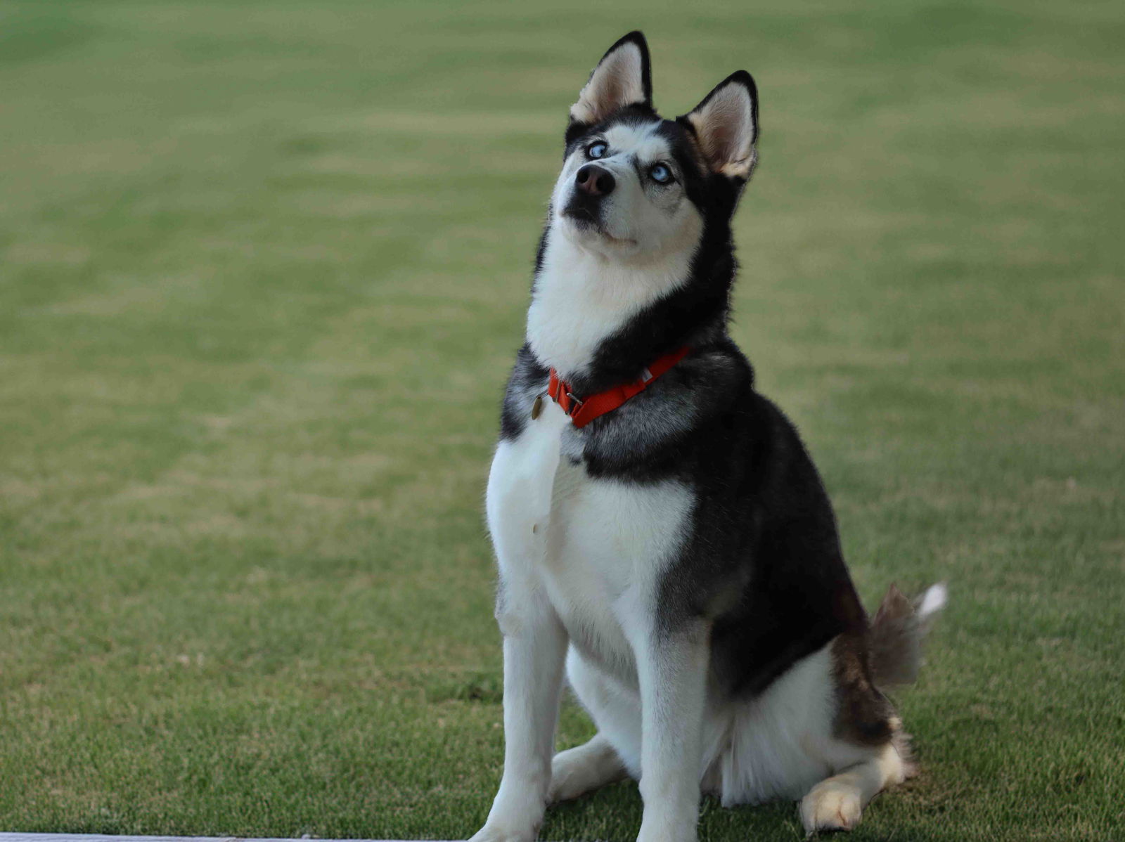 Opal - Siberian Husky
