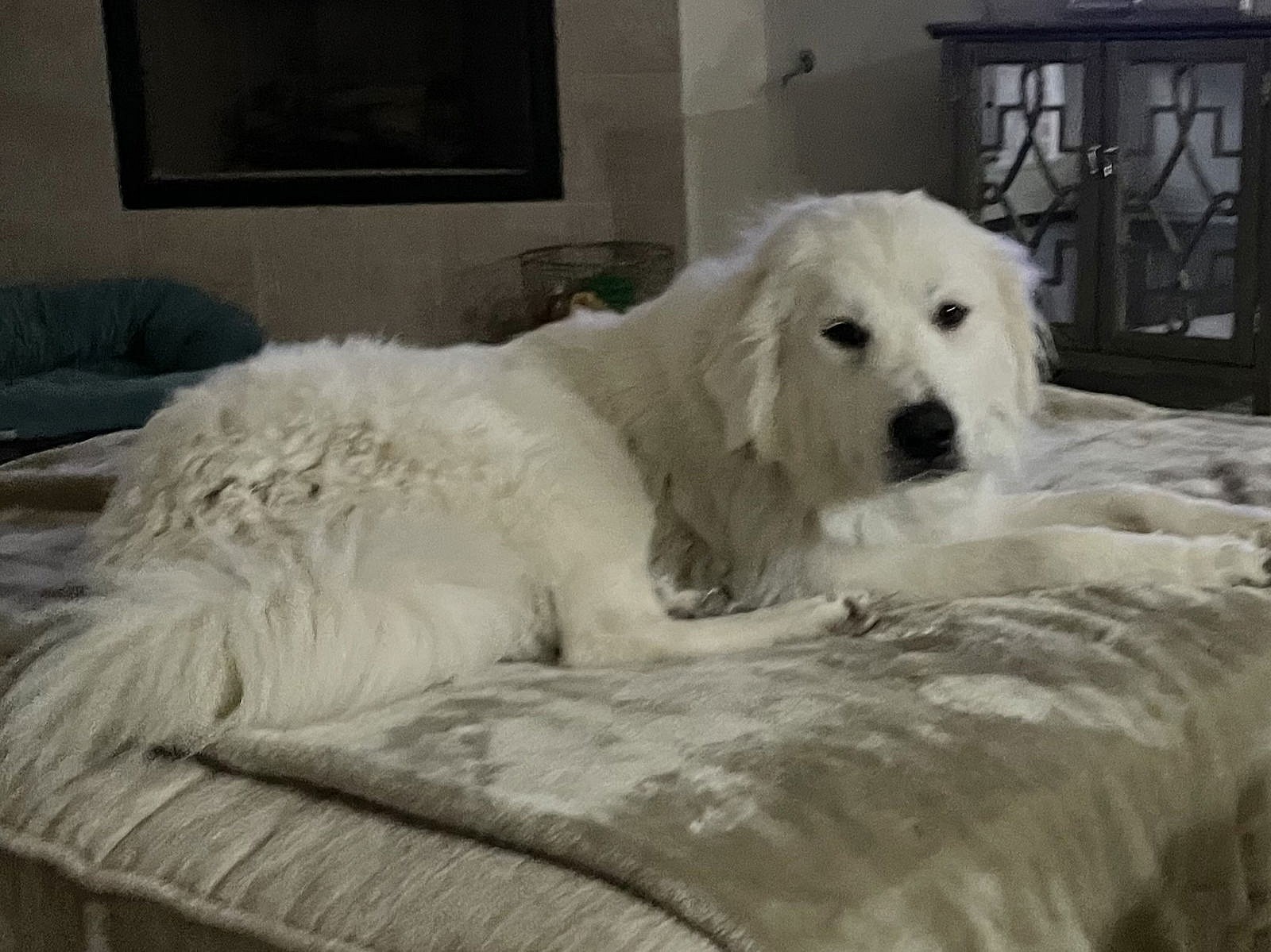 Bodie - Great Pyrenees