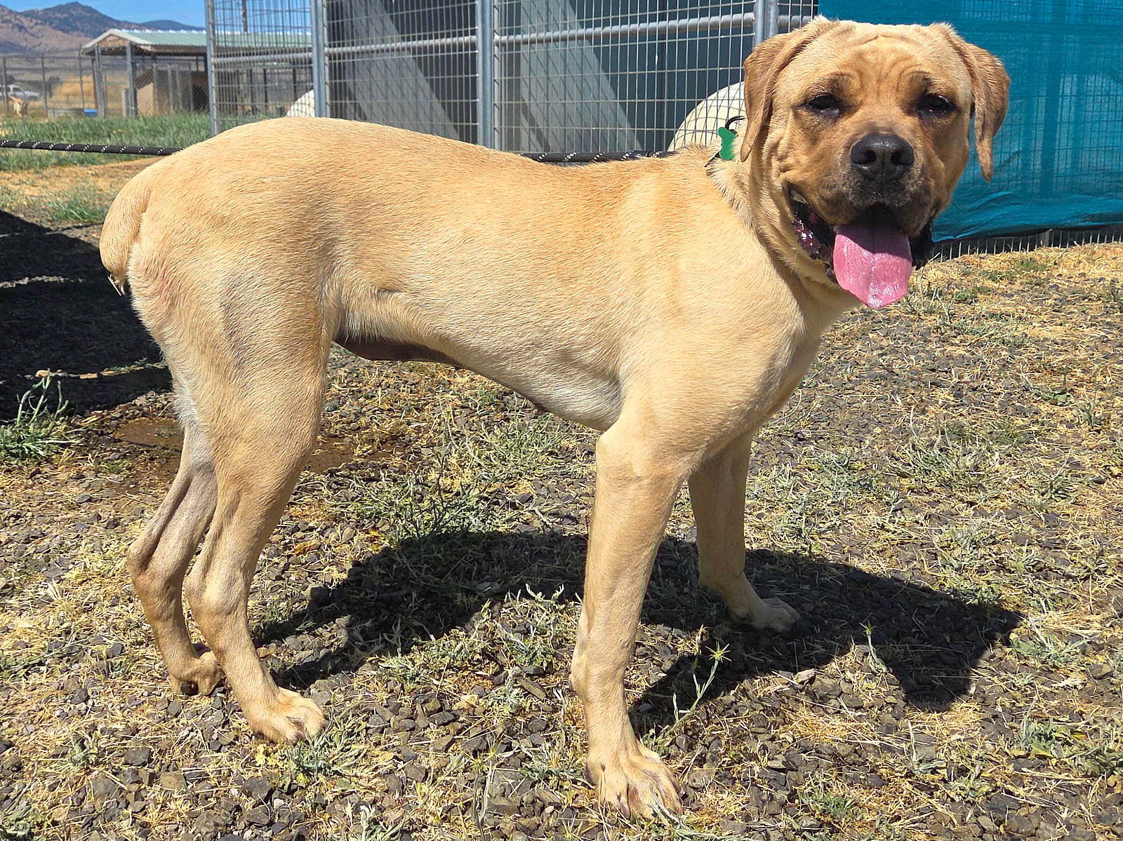 Stella - English Mastiff