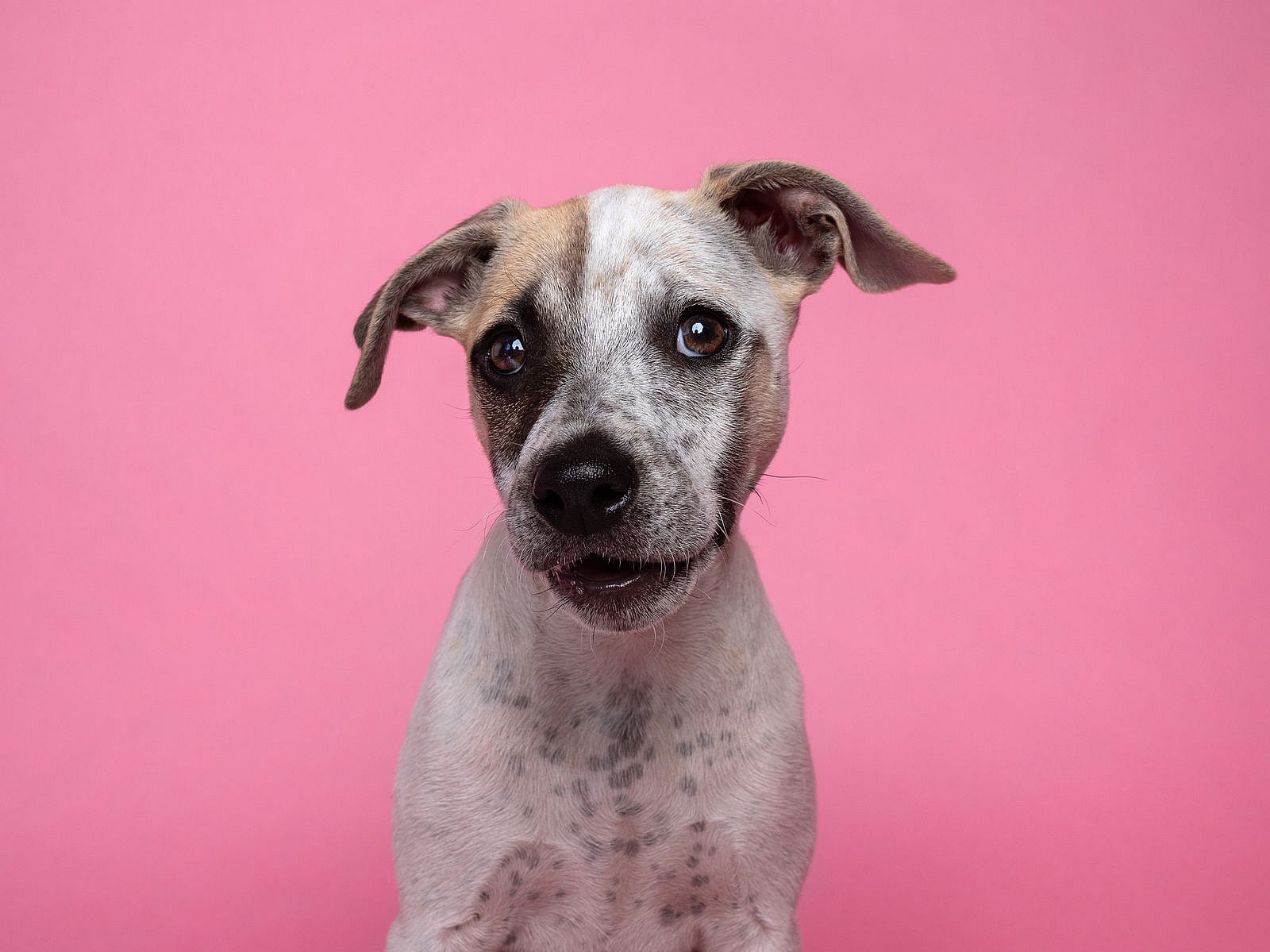 Bikini - Australian Cattle Dog/Blue Heeler