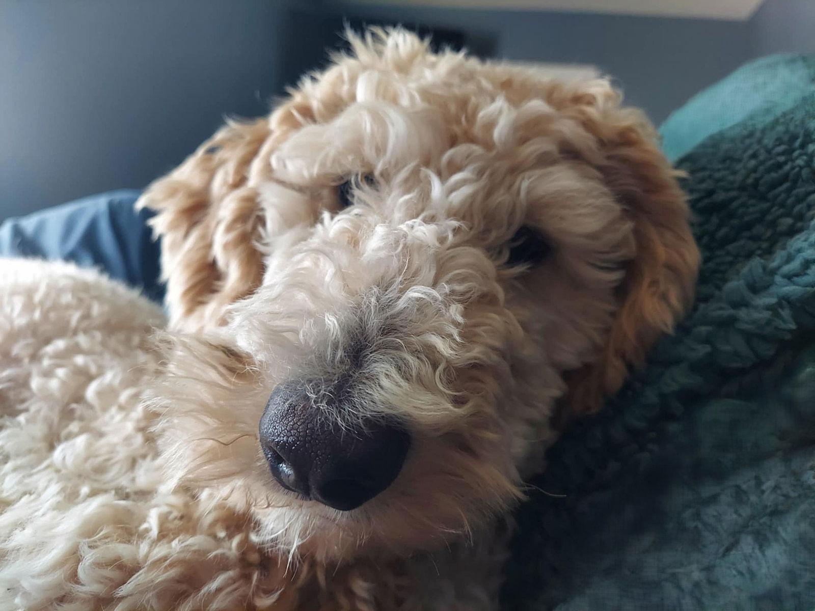 Daisy