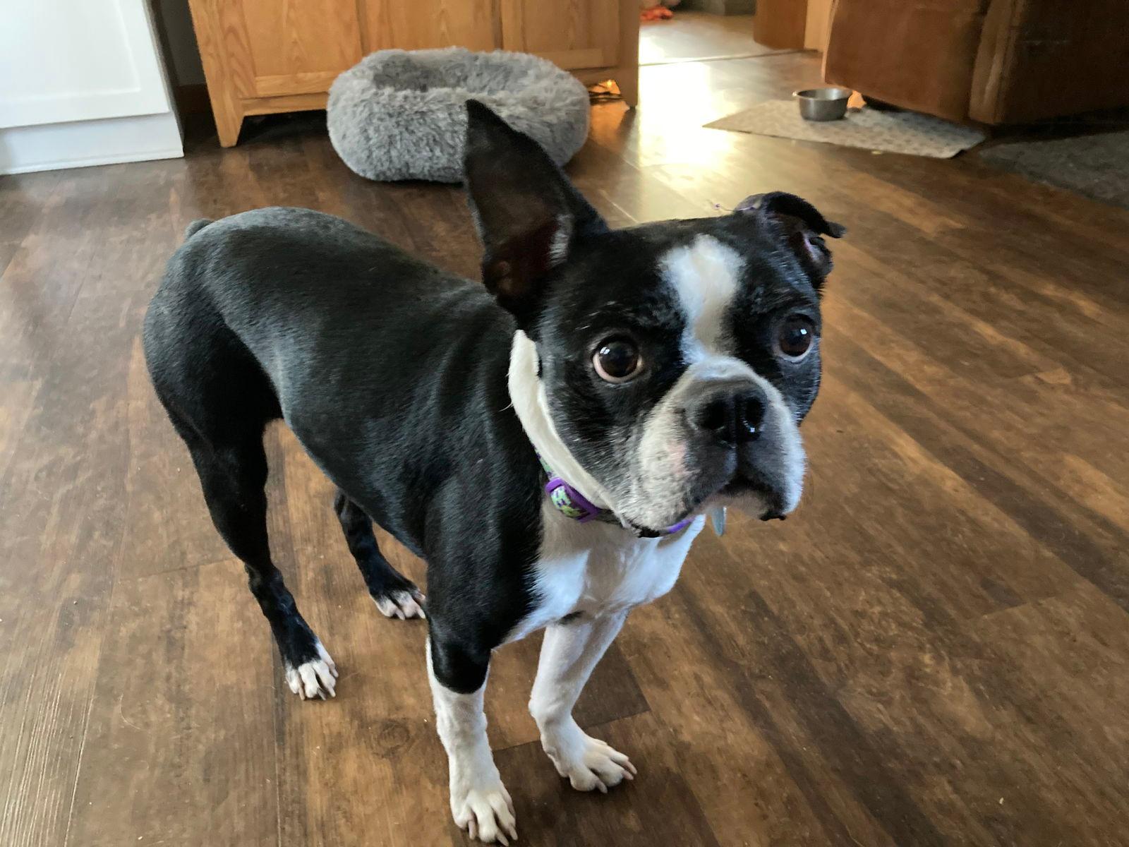 Peggy Sue