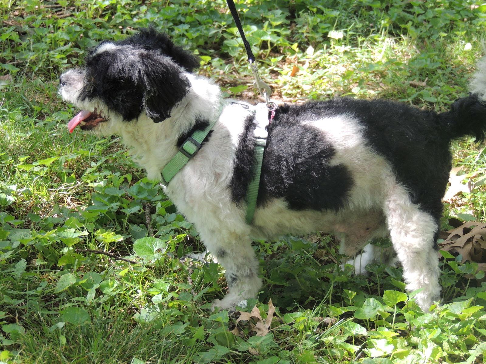 COURAGEOUS CAPTAIN - Shih Tzu
