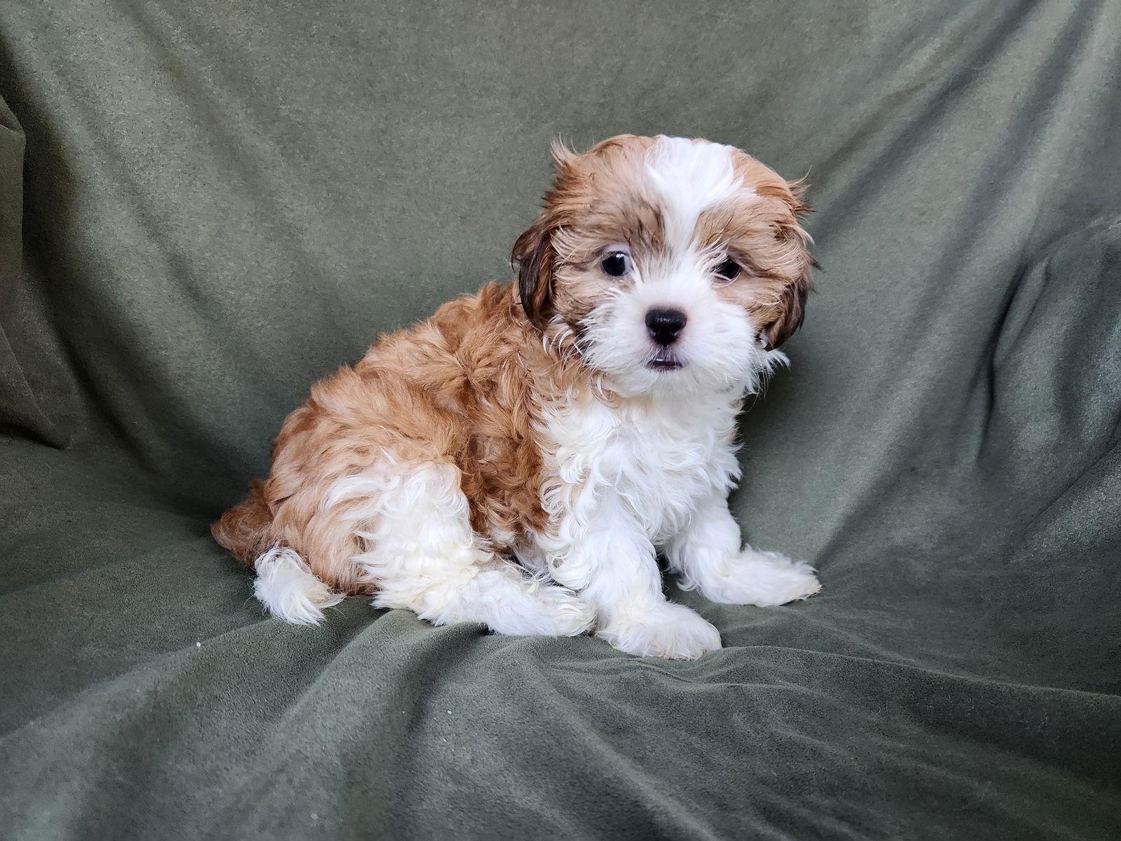 Fabiola Jul 25 - In Foster in Durham, NC - Poodle (Toy)