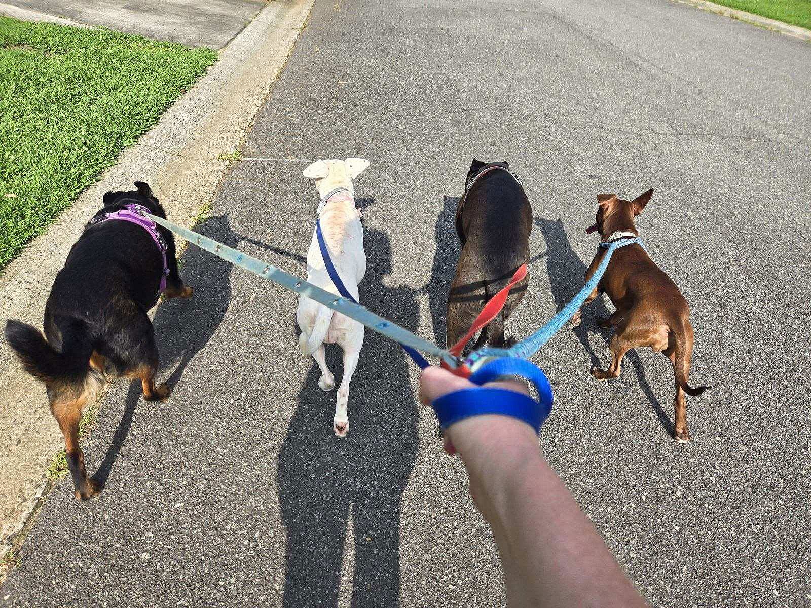 Ivy (Junebug) - ADOPTION PENDING!!!