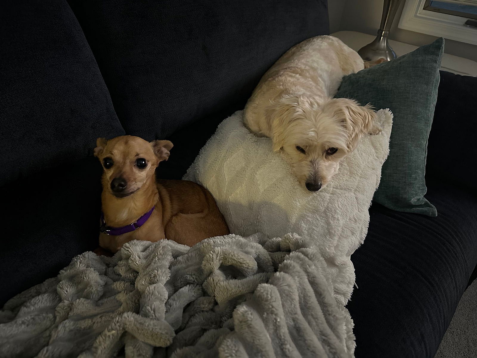 Chico