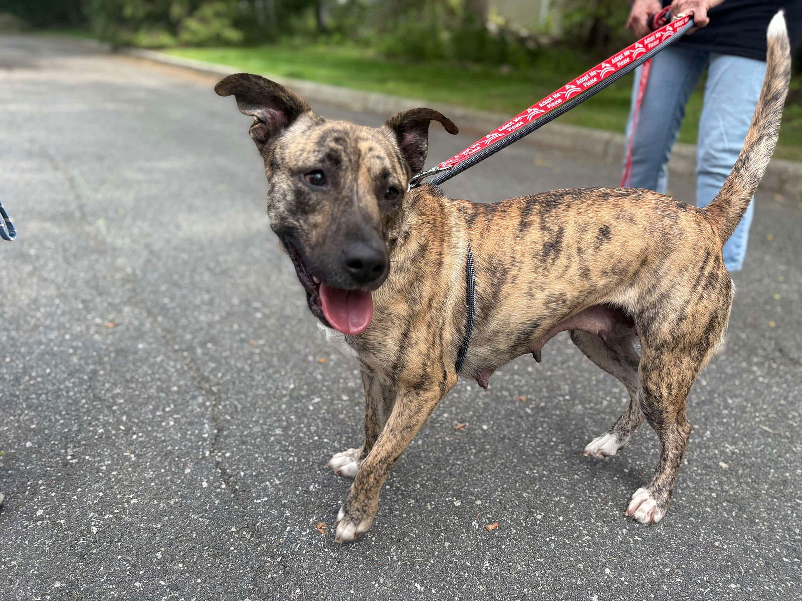 Marlo (Foster needed!) - Mountain Cur
