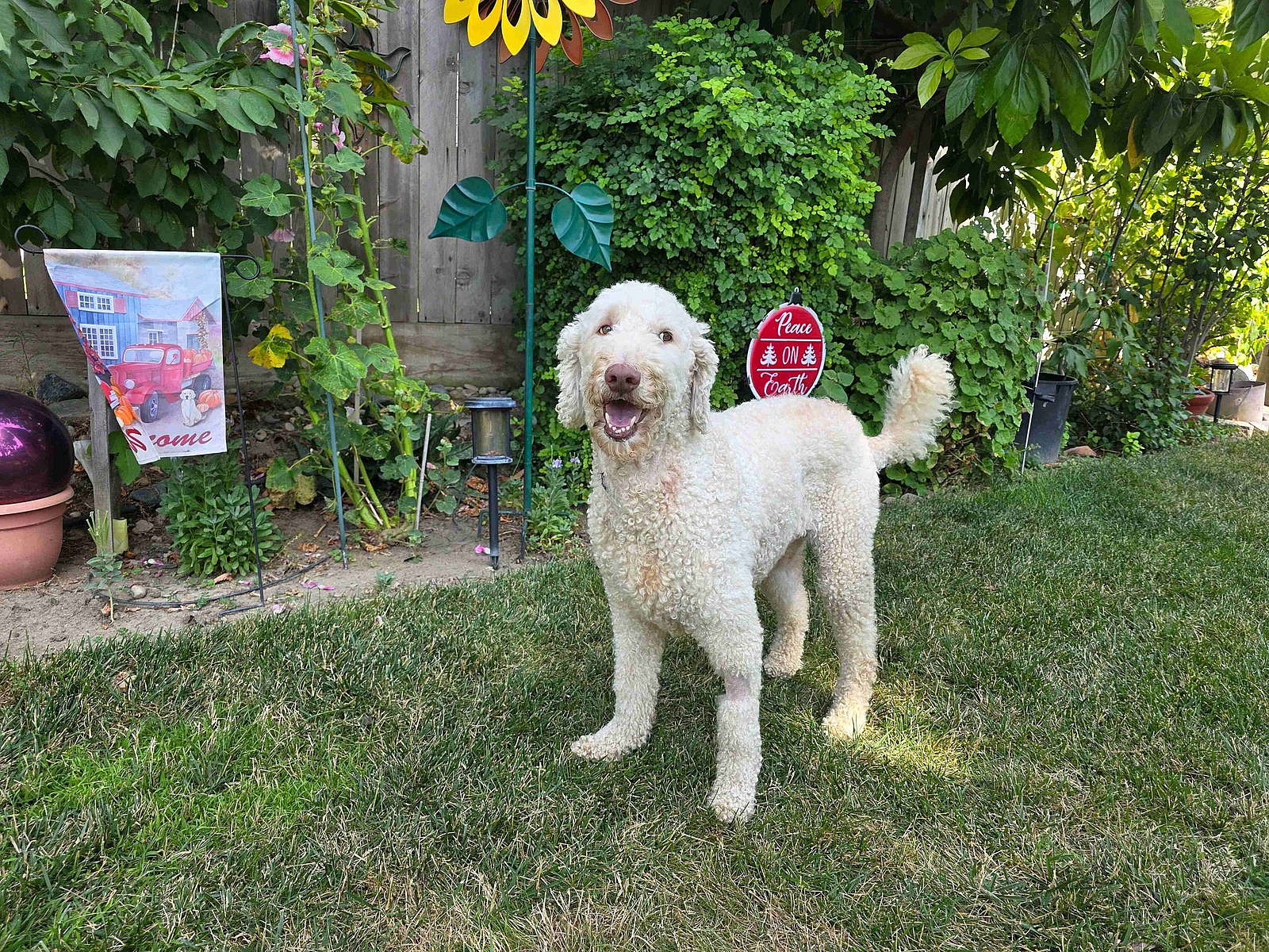 Kooper - Labrador Retriever
