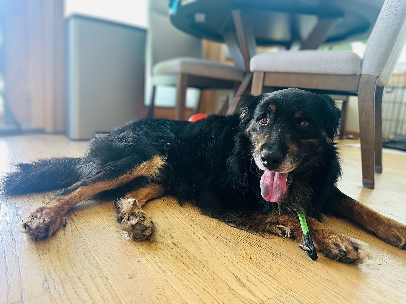 RIV 4 - Serrano - Shepherd