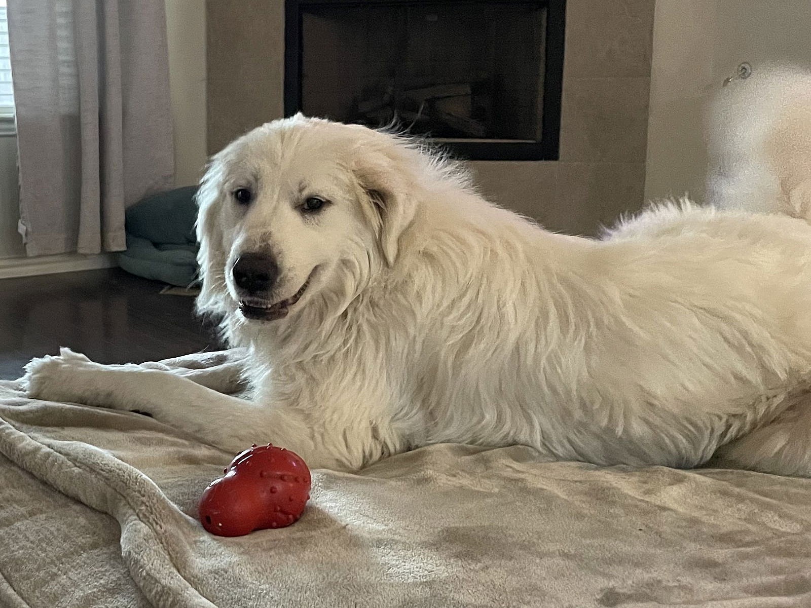Bodie - Great Pyrenees