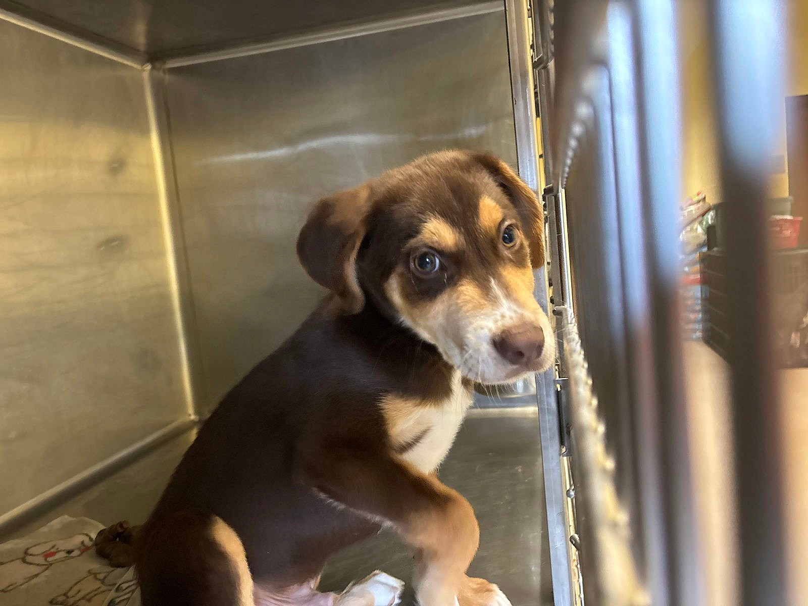 LIL YACHTY - Australian Shepherd