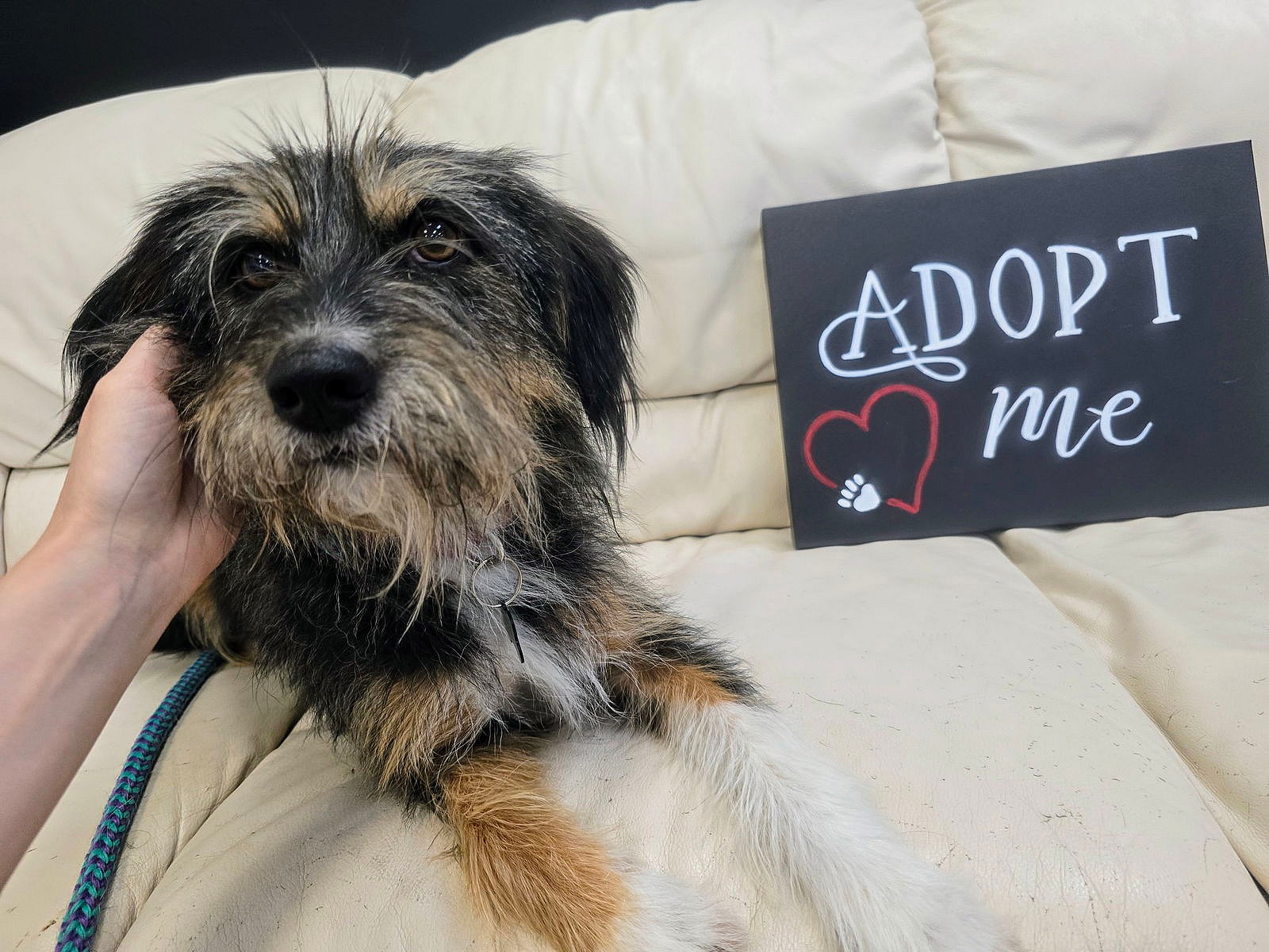 Holly Albania - Schnauzer