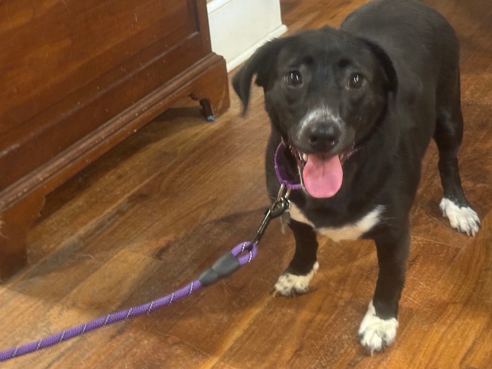 Meet Emmy Lou, the Adorable Doxador Mix With a Heart of Gold - Rocky Kanaka, image size:1600x1200