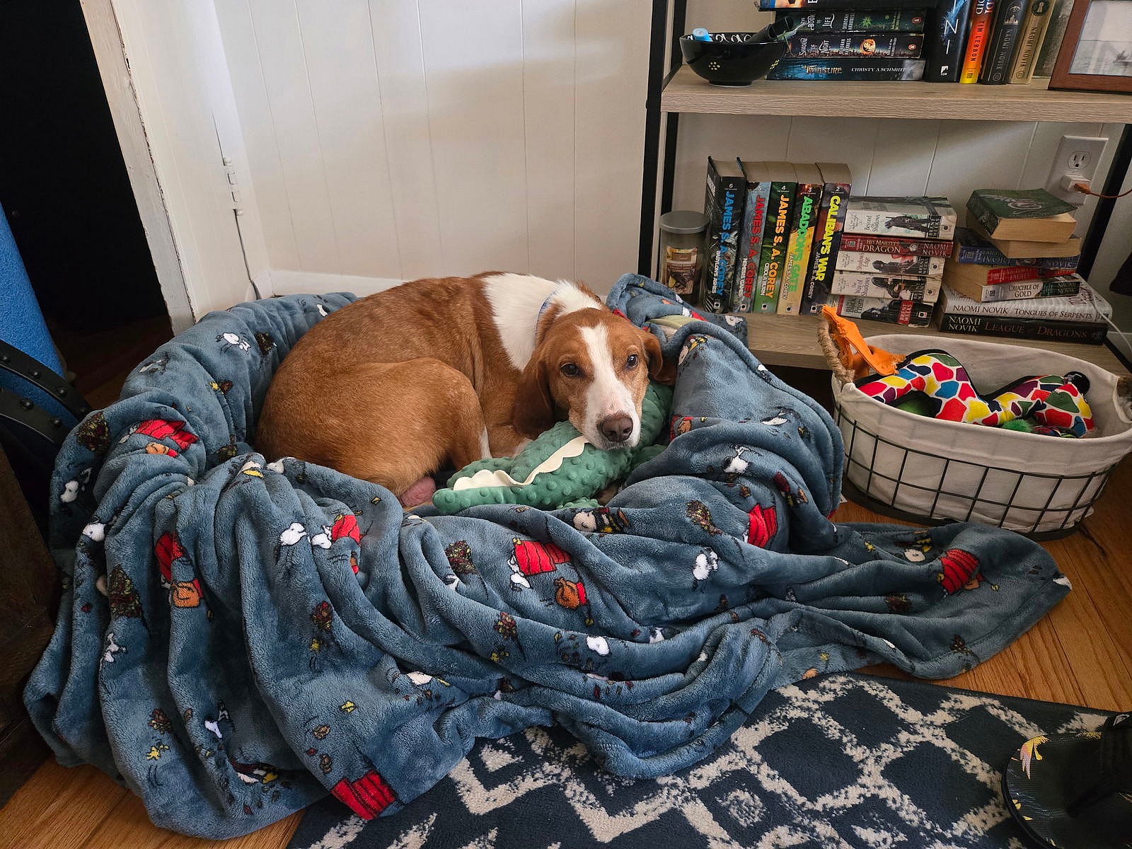 Pistachio - Handsome Hound! - Hound