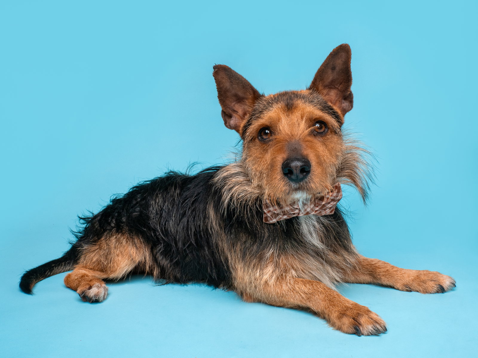 Alfalfa - Australian Terrier