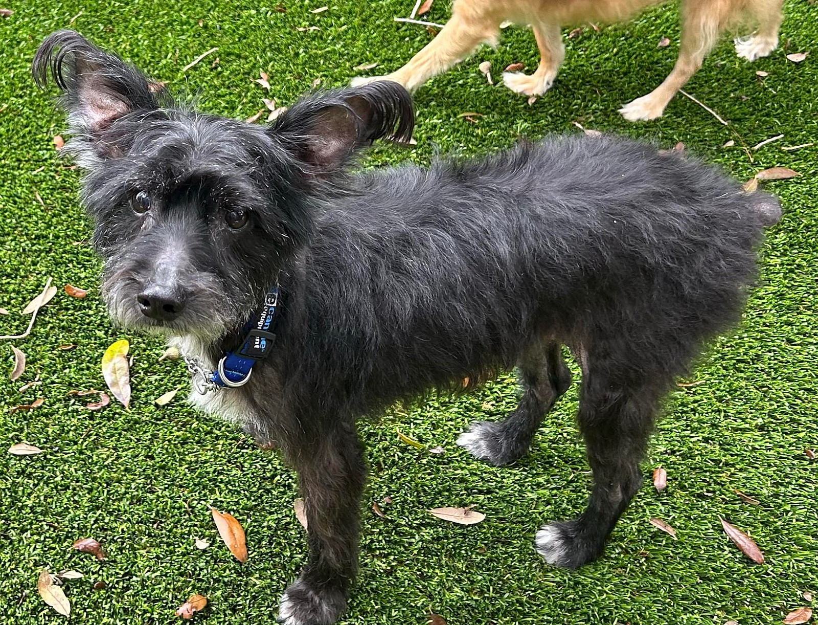 Roxanne - Miniature Schnauzer