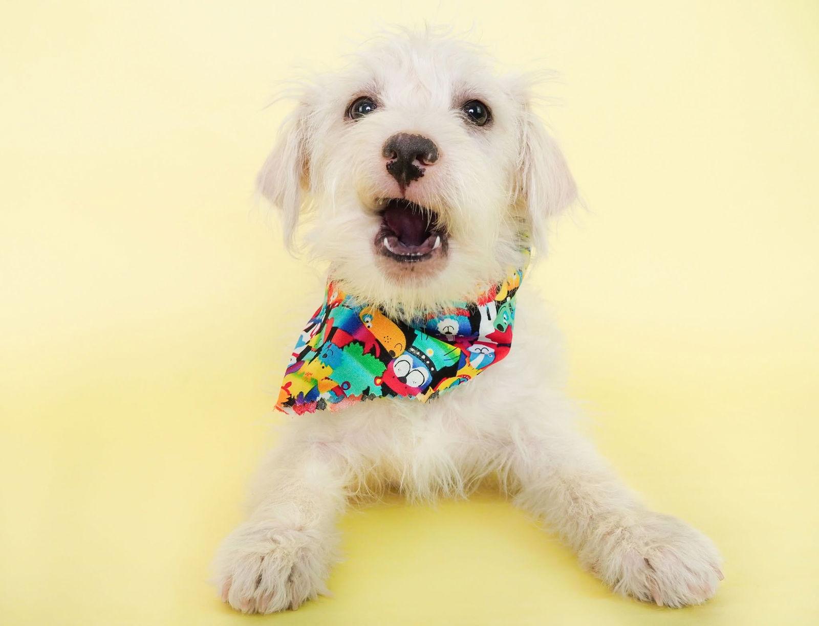 PUPPIES! Poodle/Chihuahua Mixes