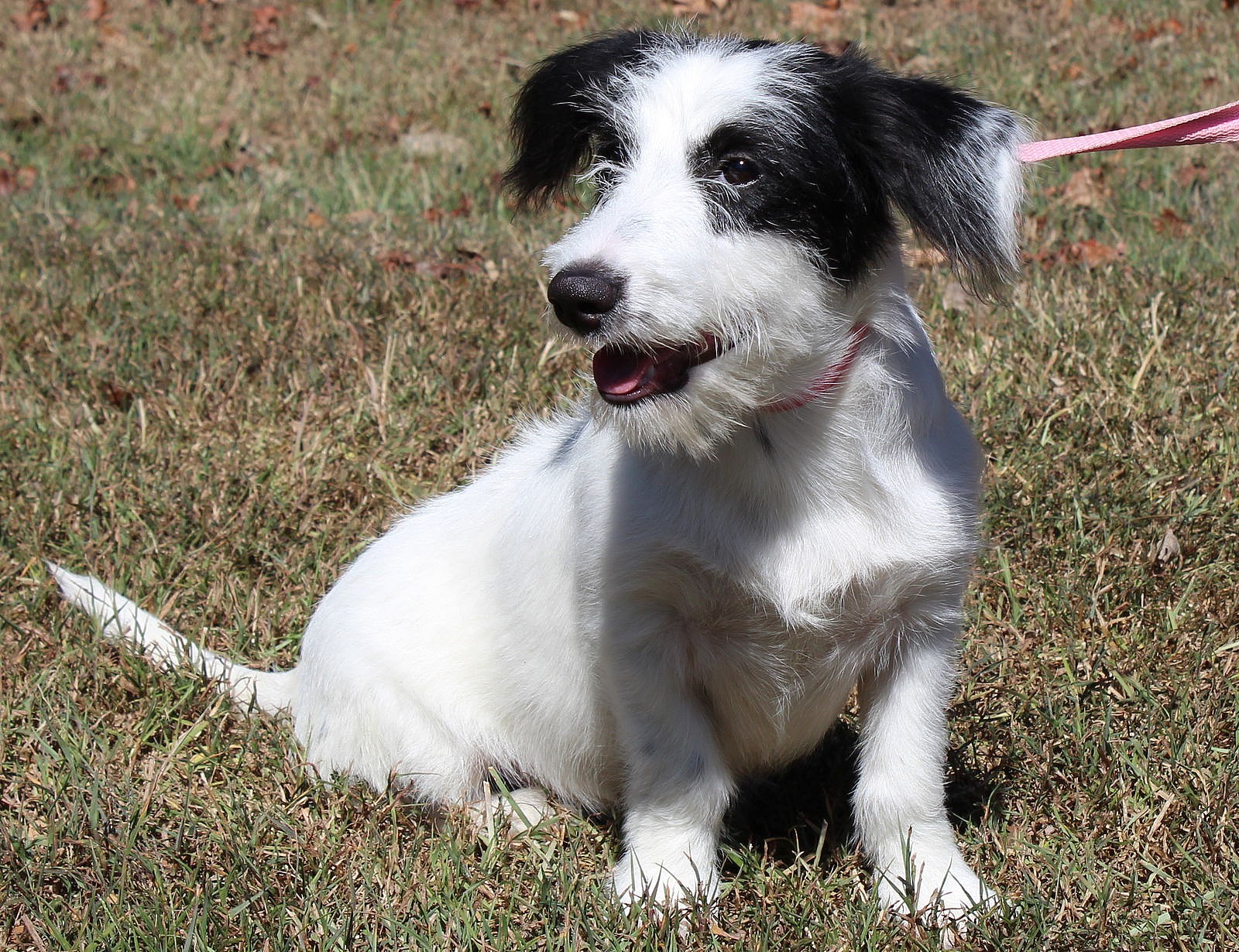 Jenny Craig 42565 - Terrier