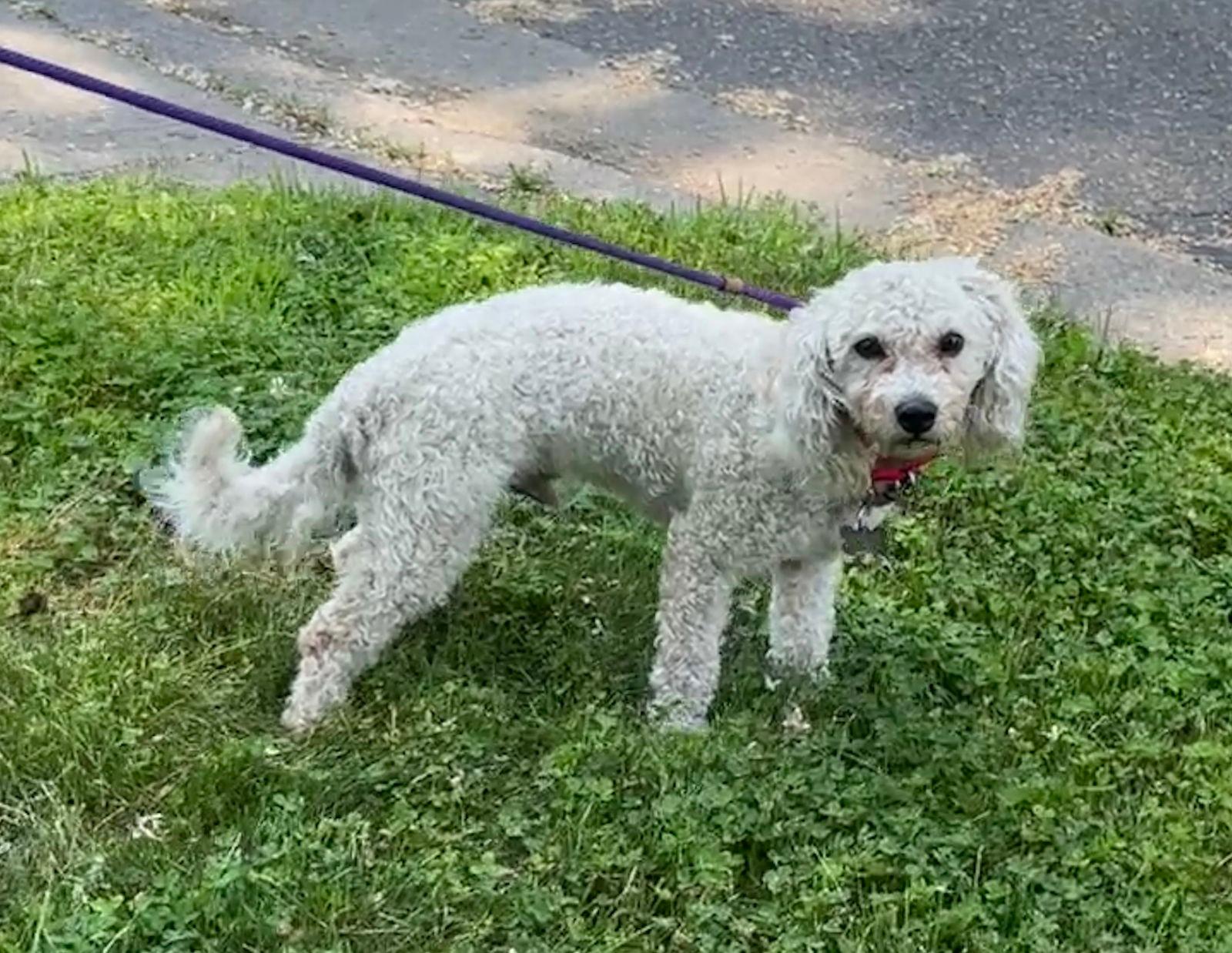 Bobo *NEW ARRIVAL* - Bichon Frise