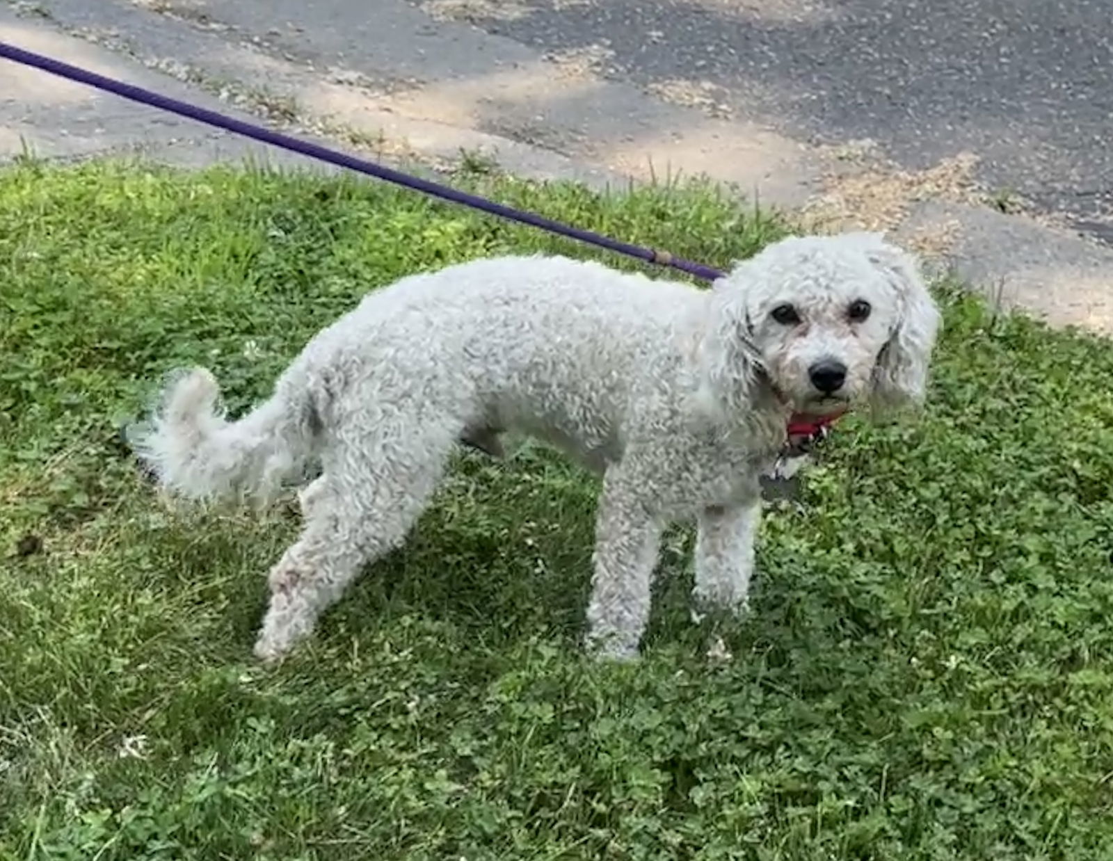 Bobo *NEW ARRIVAL* - Bichon Frise