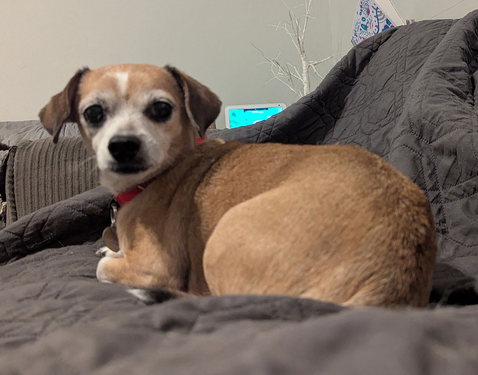 Lucy (beagle) - Nice Little Lady!