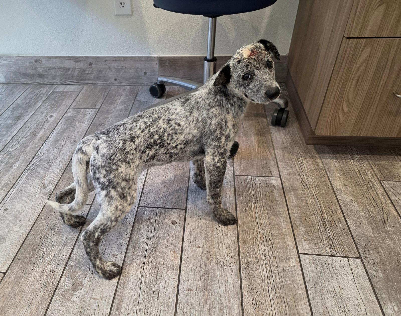 Marcher - Australian Cattle Dog/Blue Heeler