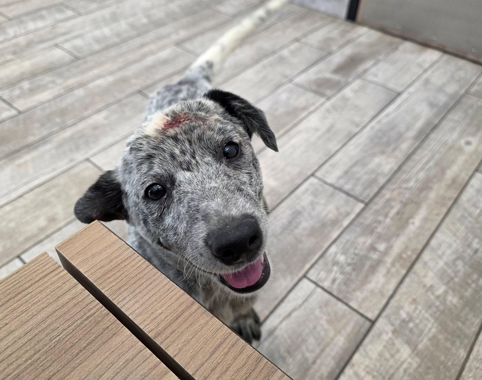 Marcher - Australian Cattle Dog/Blue Heeler
