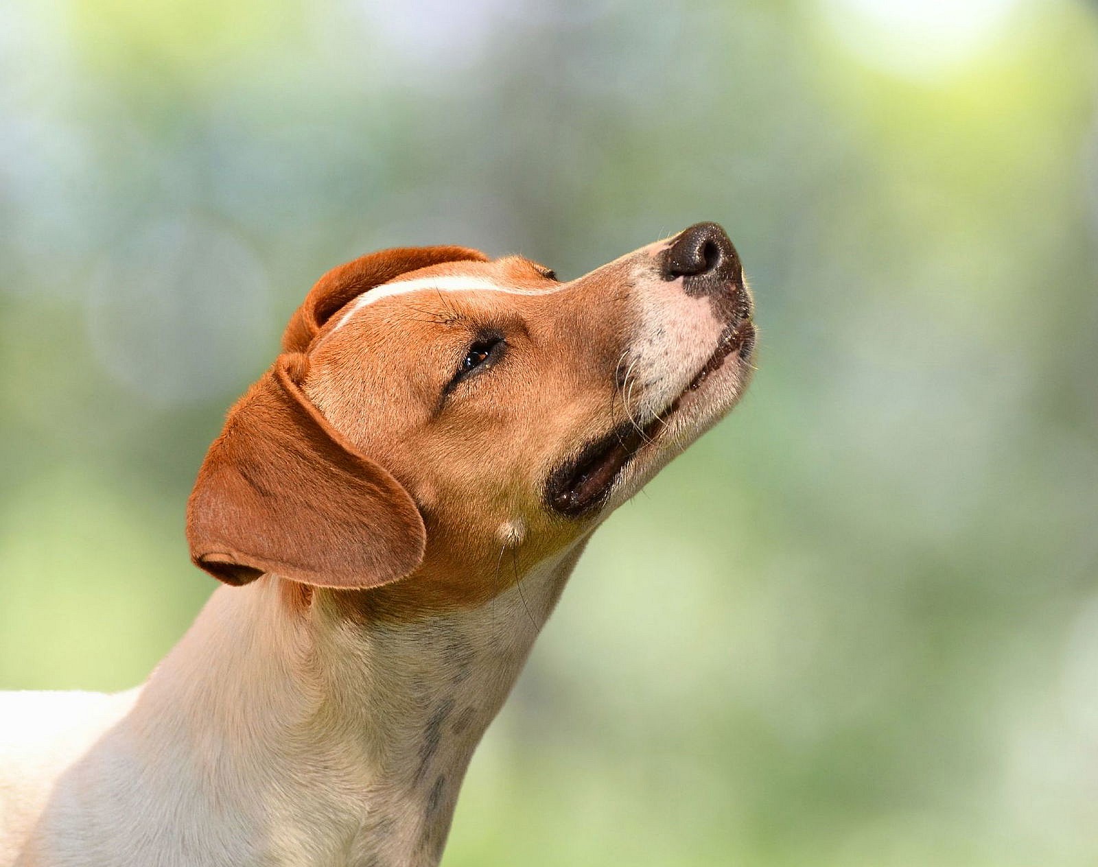 Nyssa and Luna, a Bonded Pair