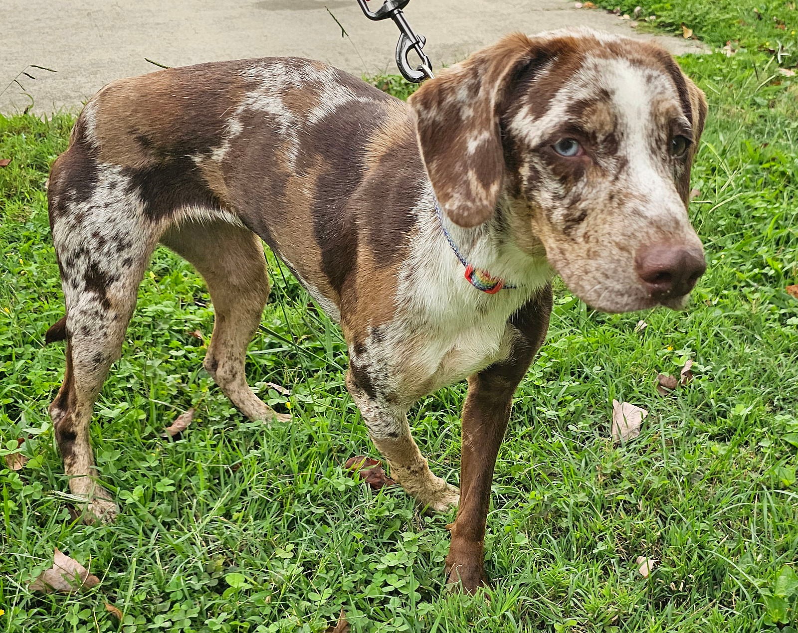 MAZIE DAPPLED DOXIE MIX