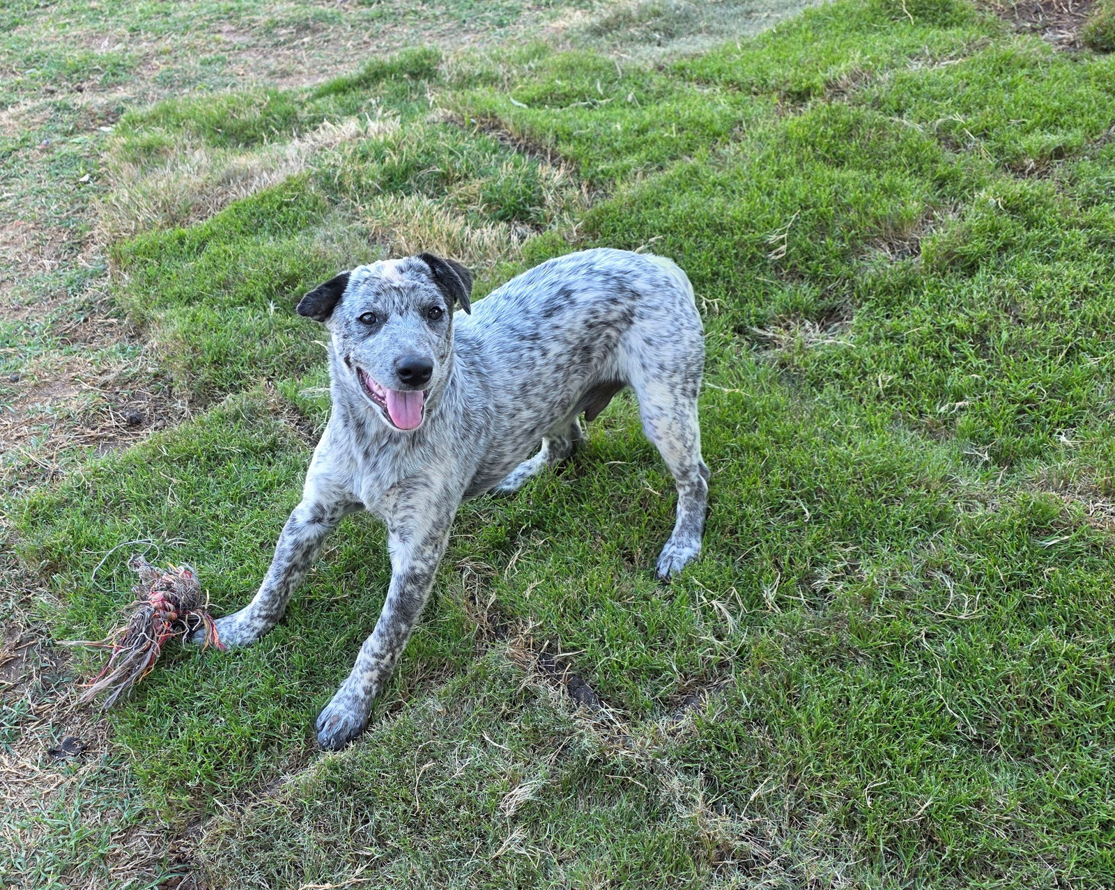 Marcher - Australian Cattle Dog/Blue Heeler