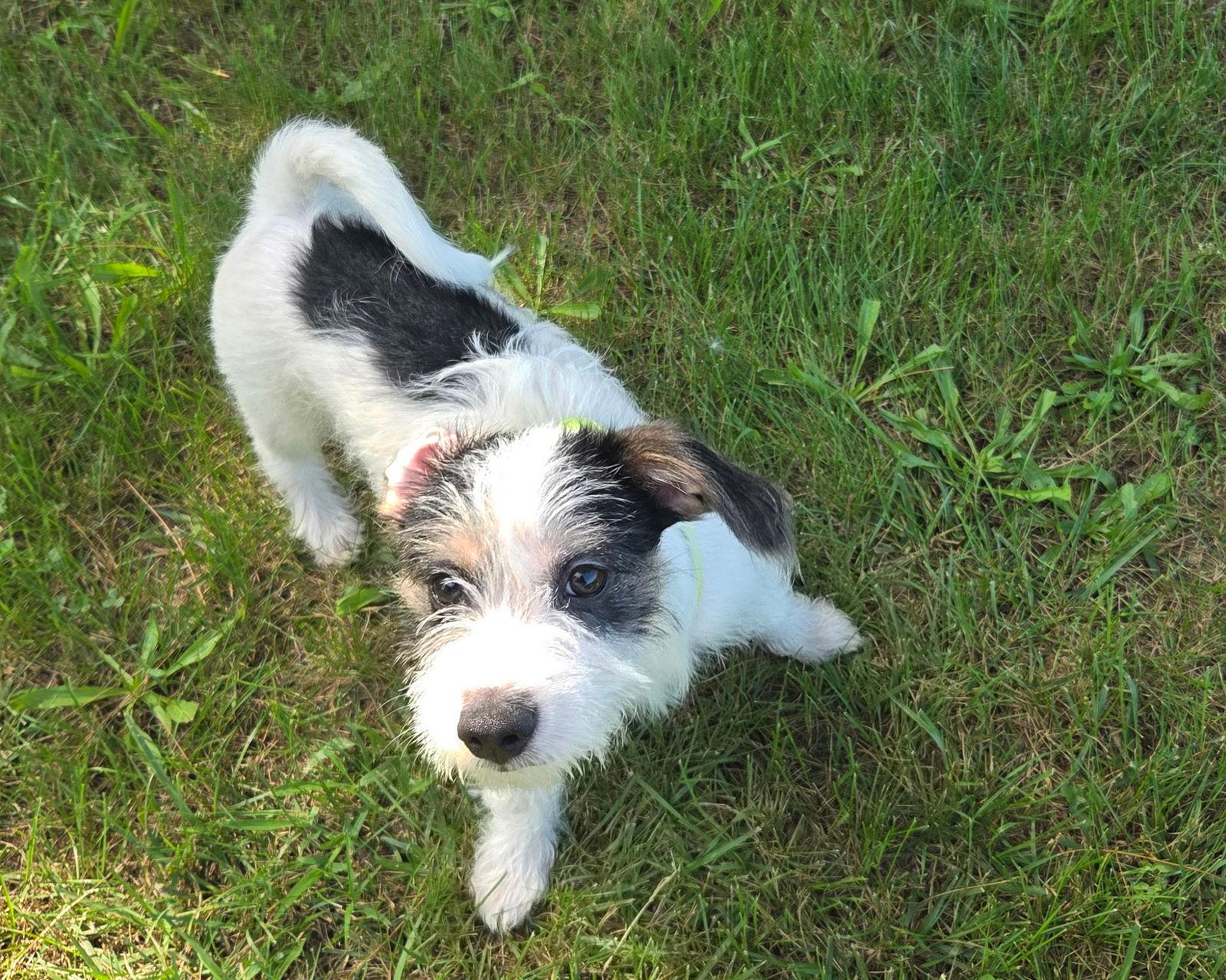 Puppy Meatball - Dachshund