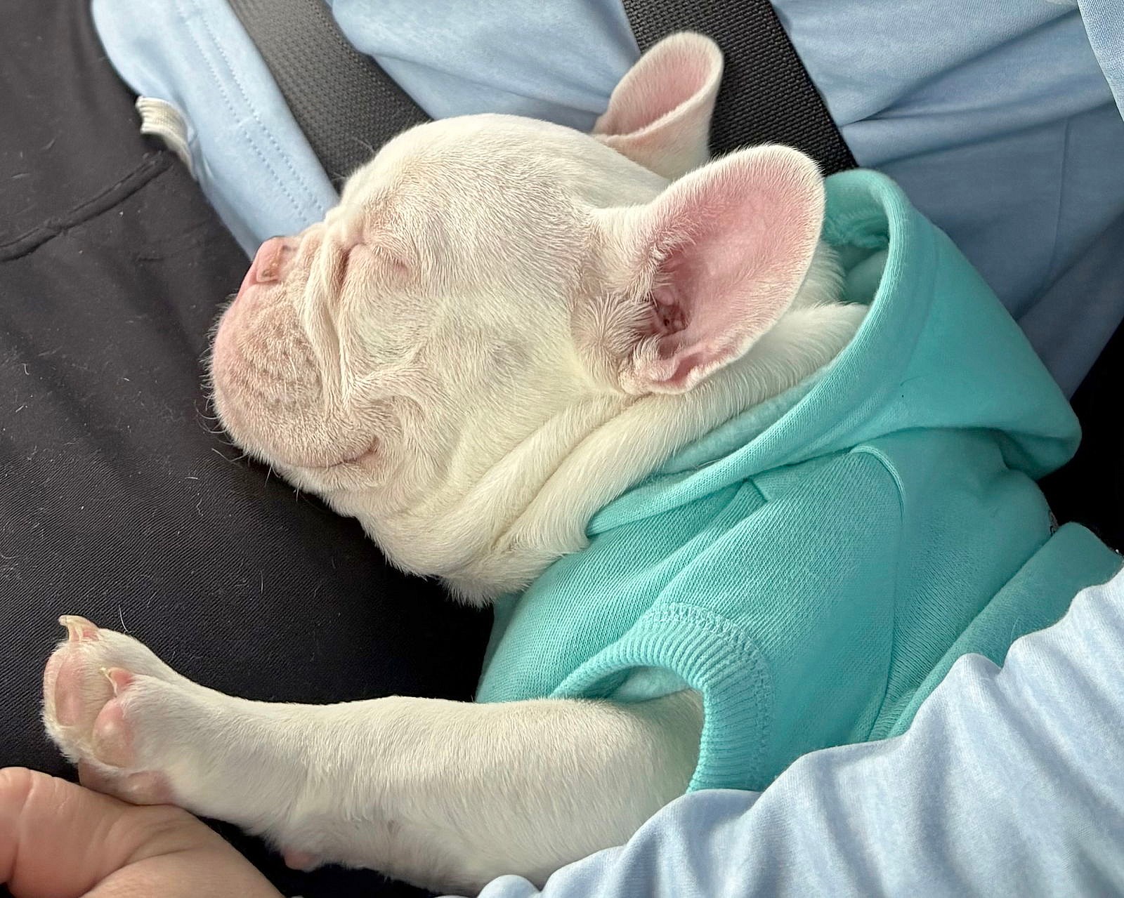 Peppa - French Bulldog