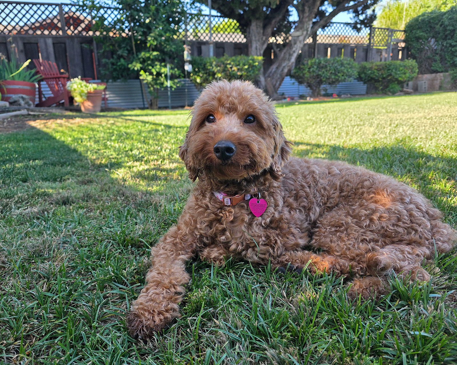 Moana - Labrador Retriever