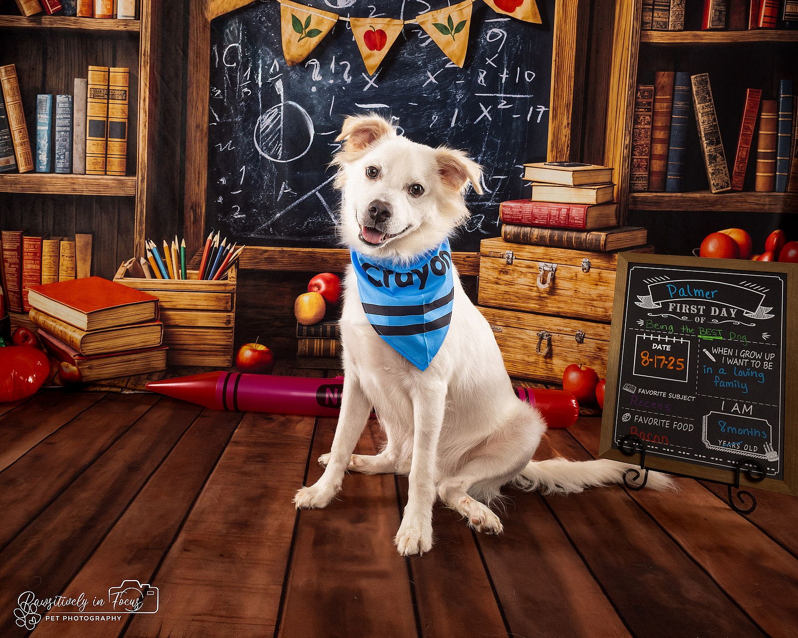 Palmer - only 31.6 lbs! - Chihuahua