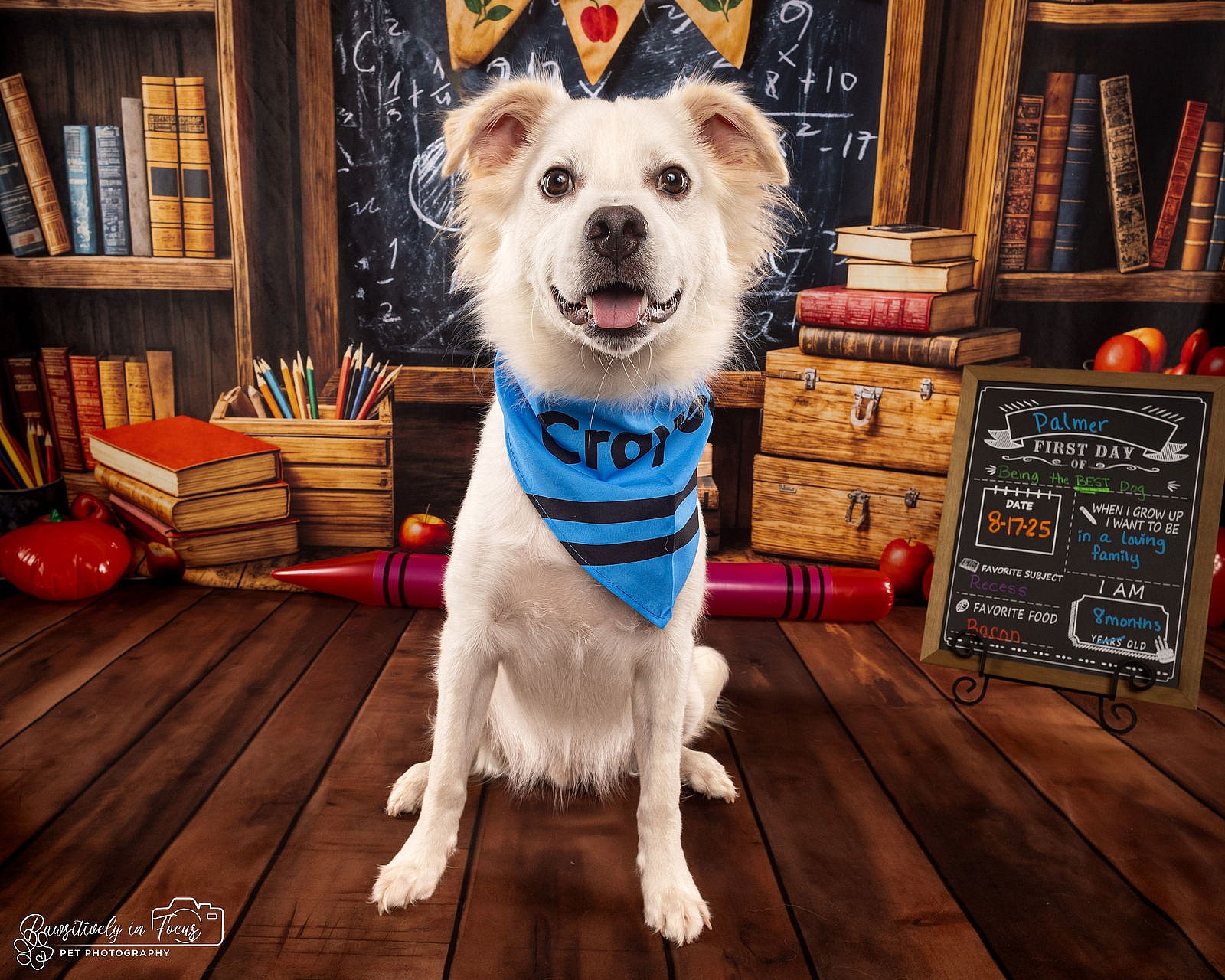 Palmer - only 31.6 lbs! - Chihuahua