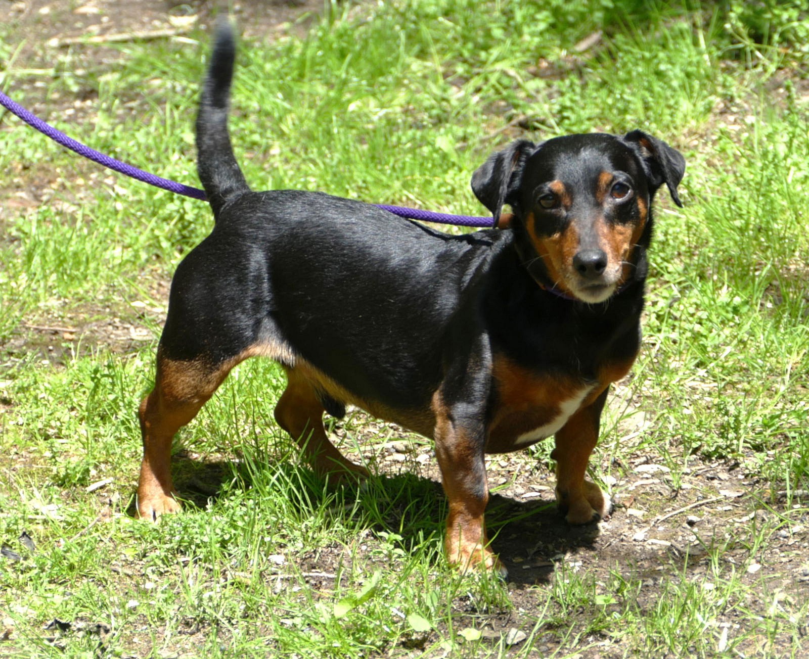 Ziggy (courtesy post)