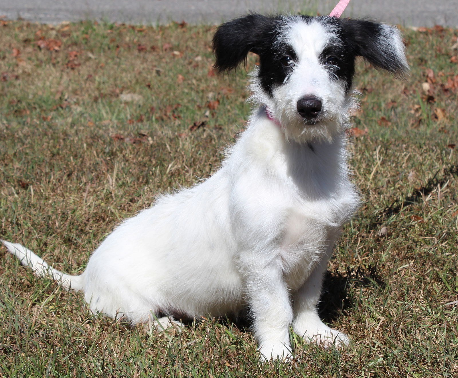 Jenny Craig 42565 - Terrier