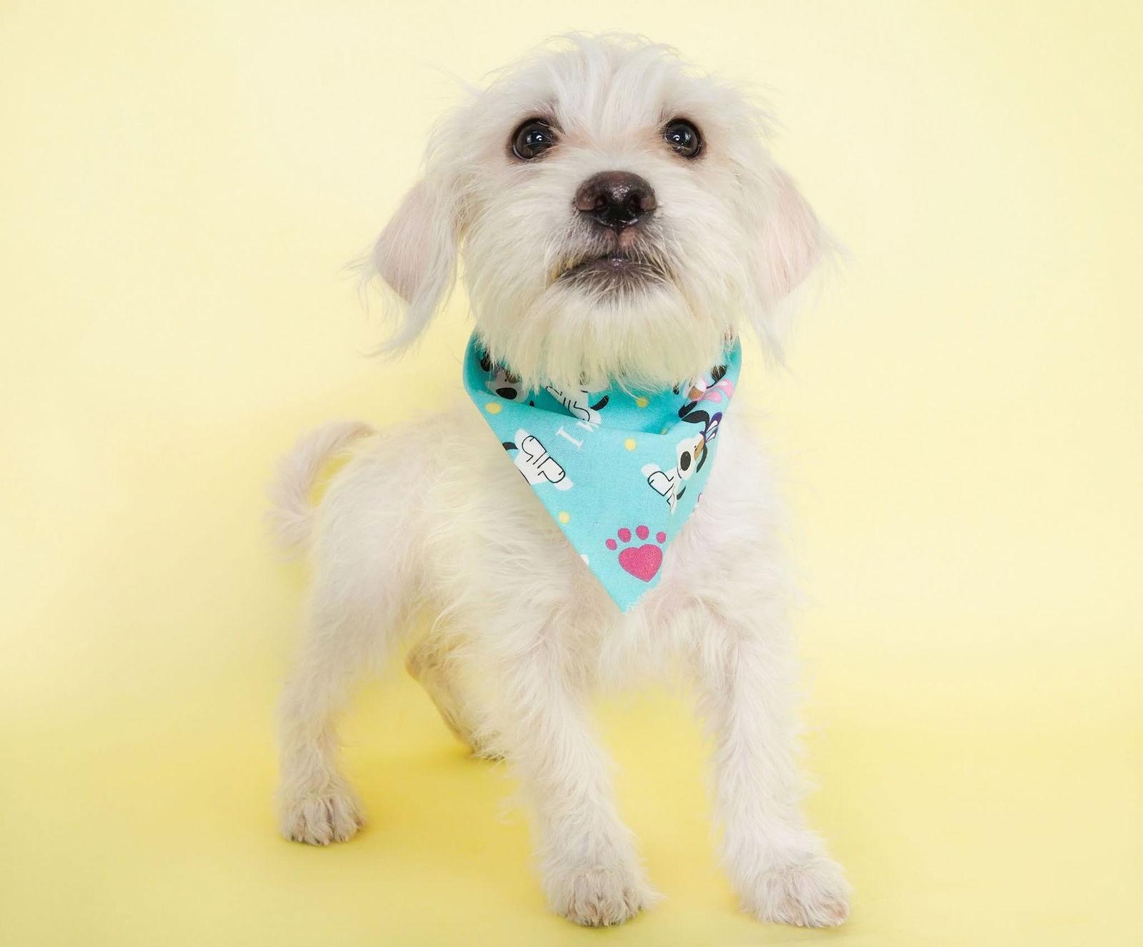 PUPPIES! Poodle/Chihuahua Mixes