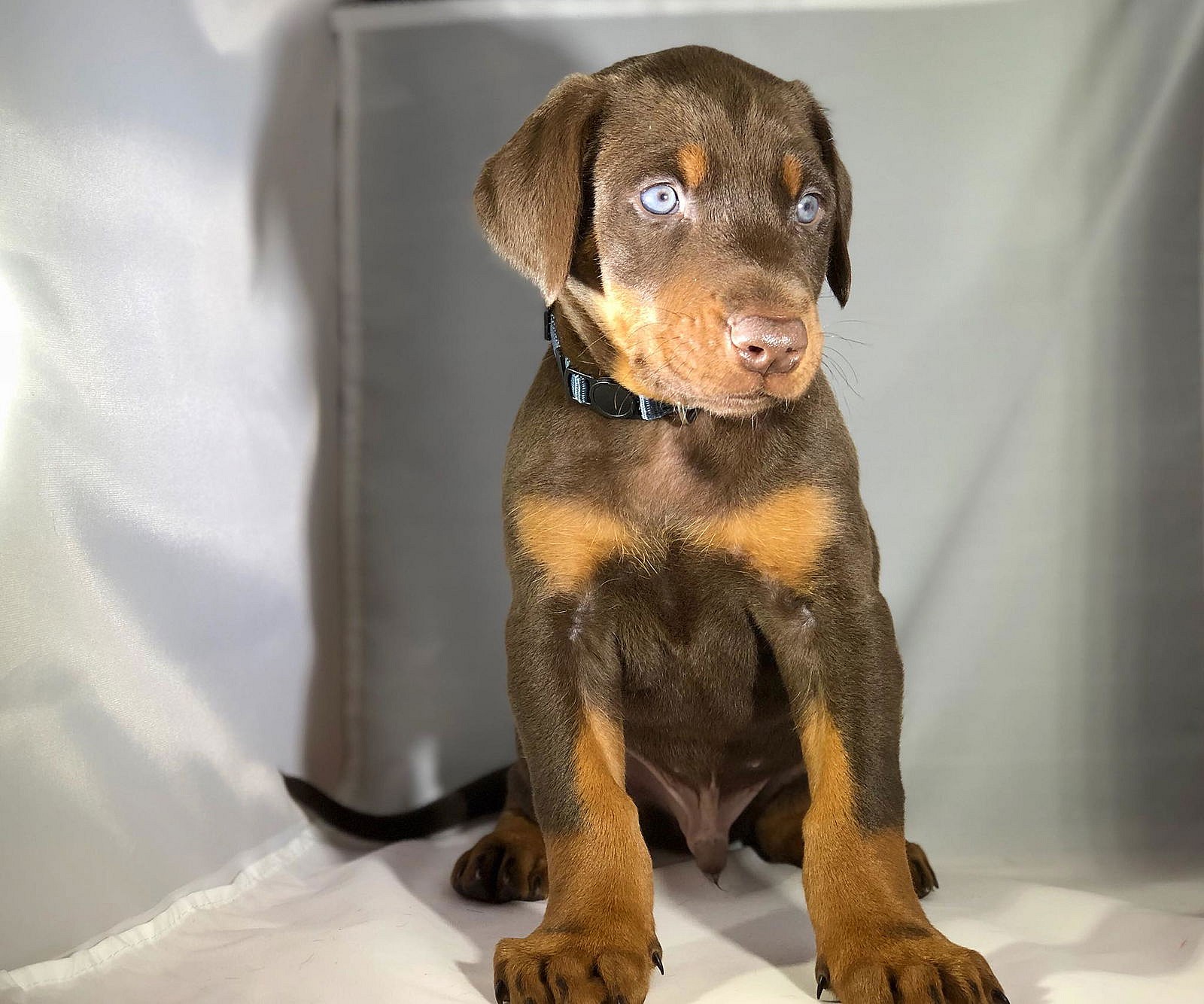 Apollo - Doberman Pinscher