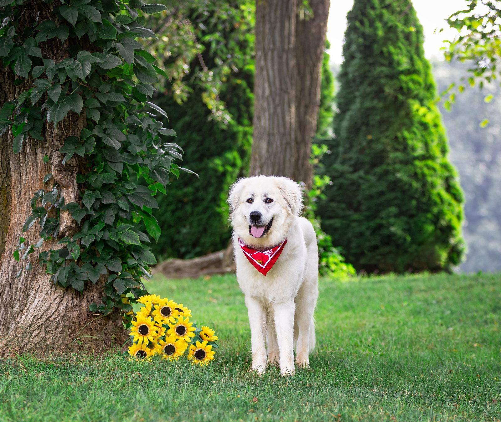 Winnie - Great Pyrenees