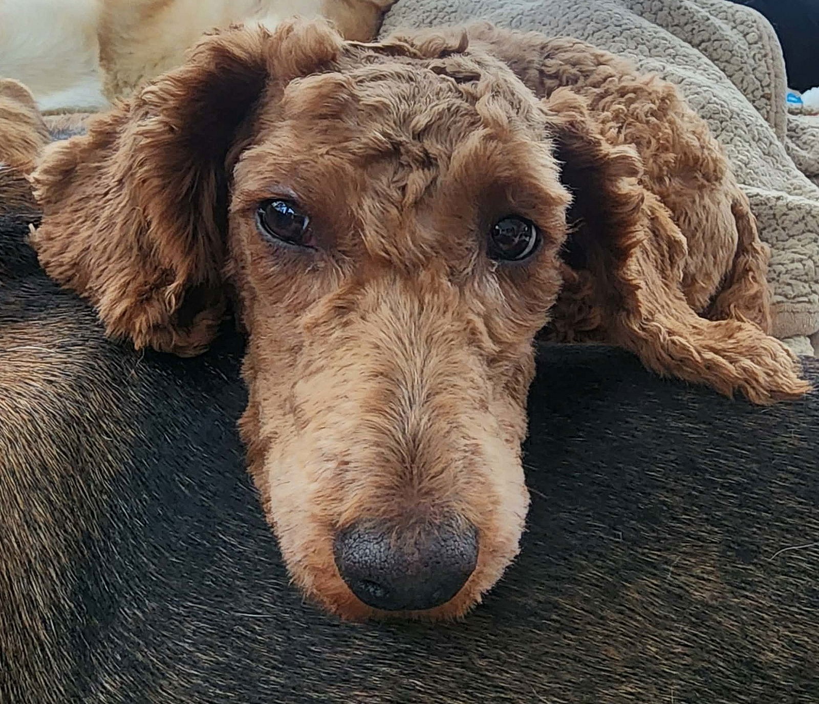 Poppy - Poodle (unknown type)