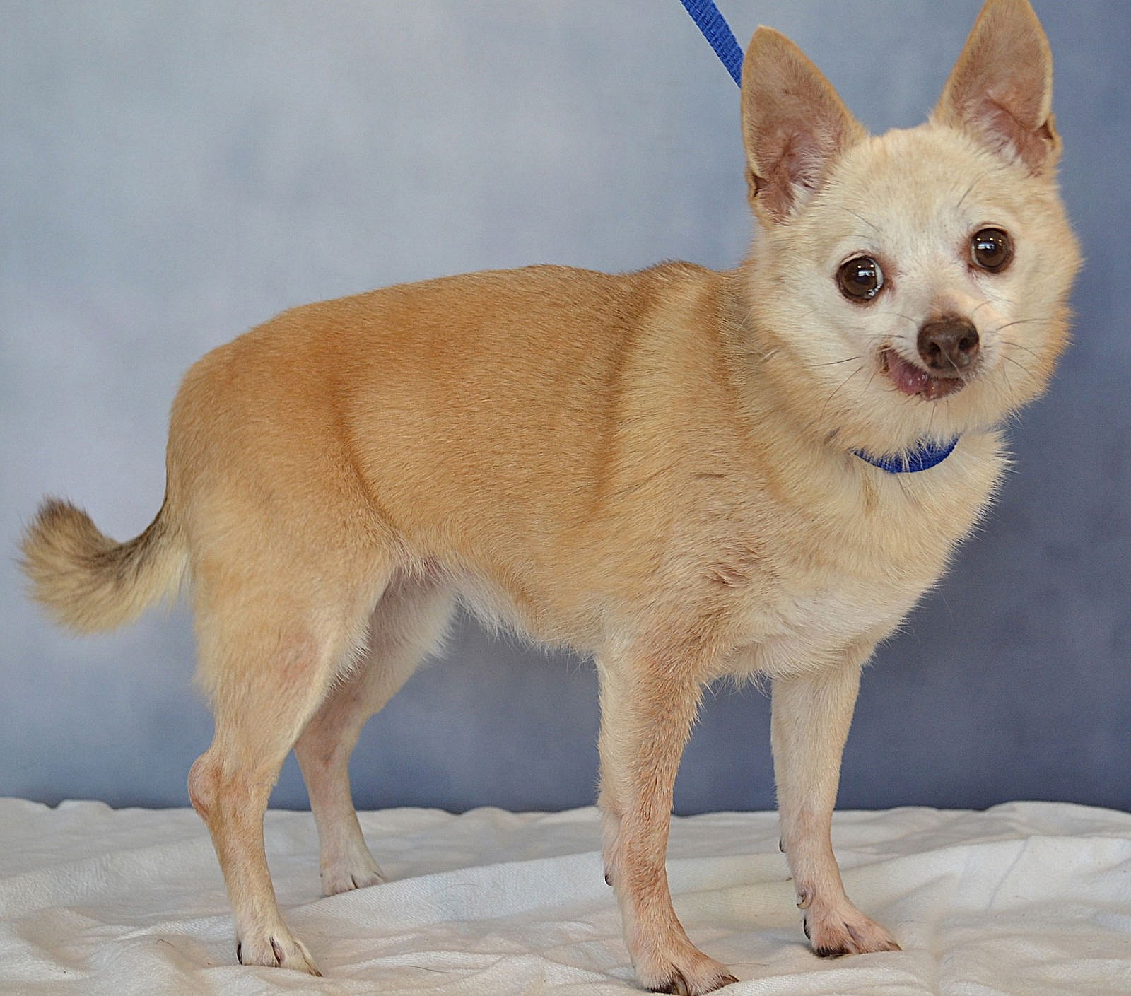 Lil Lady [bonded to Squeaky]