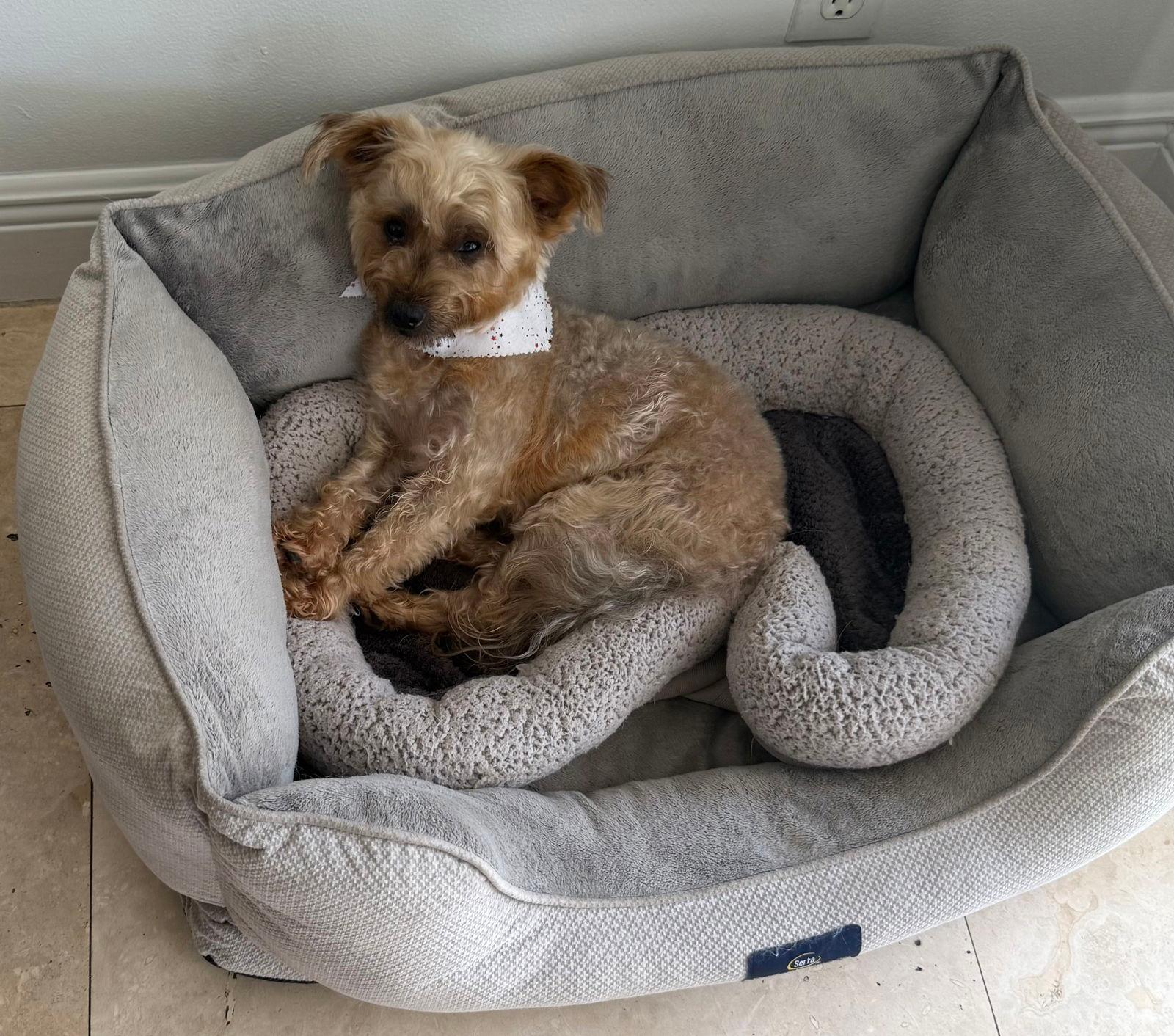 Hypoallergenic Yorkie poo boy Evan - Yorkshire Terrier Yorkie