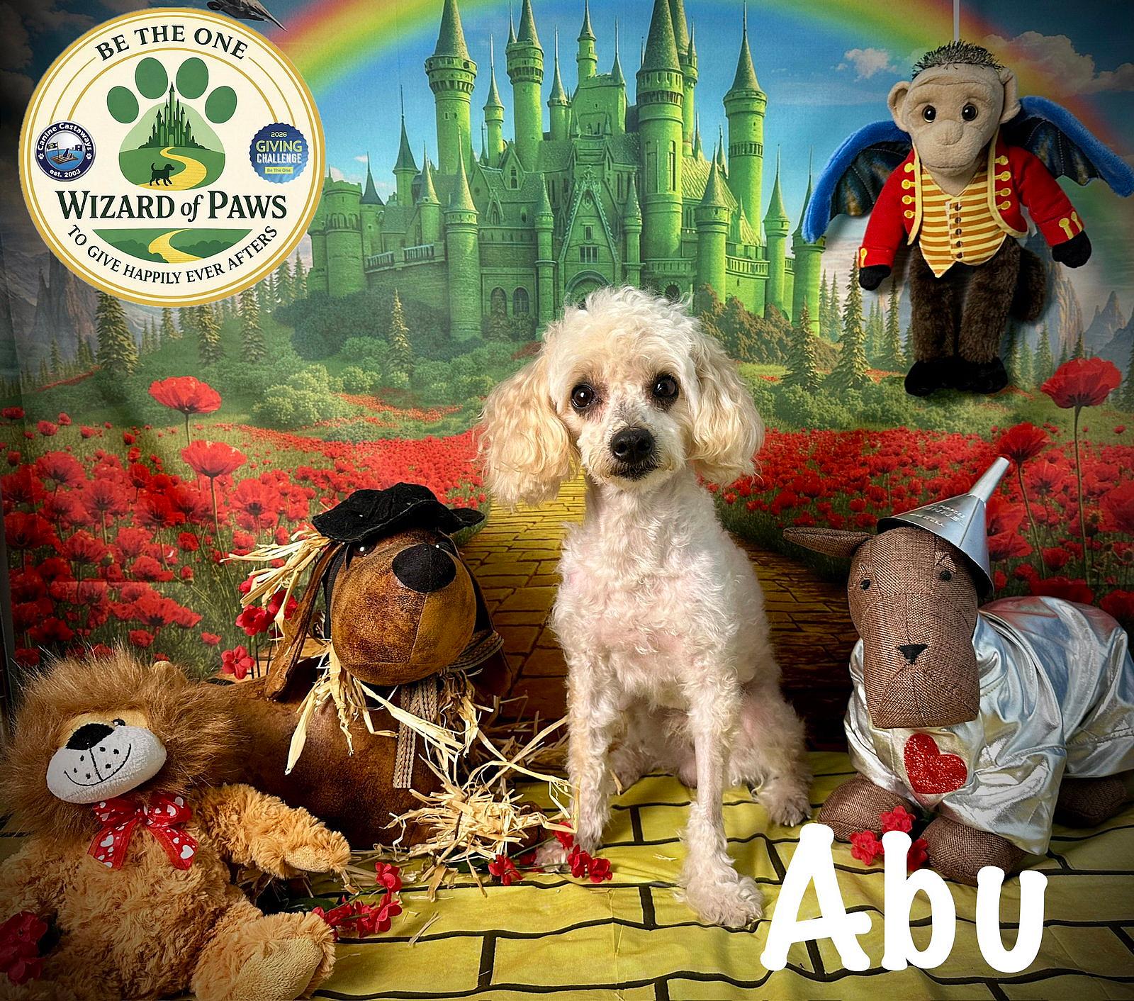 Abu - Poodle (Miniature)