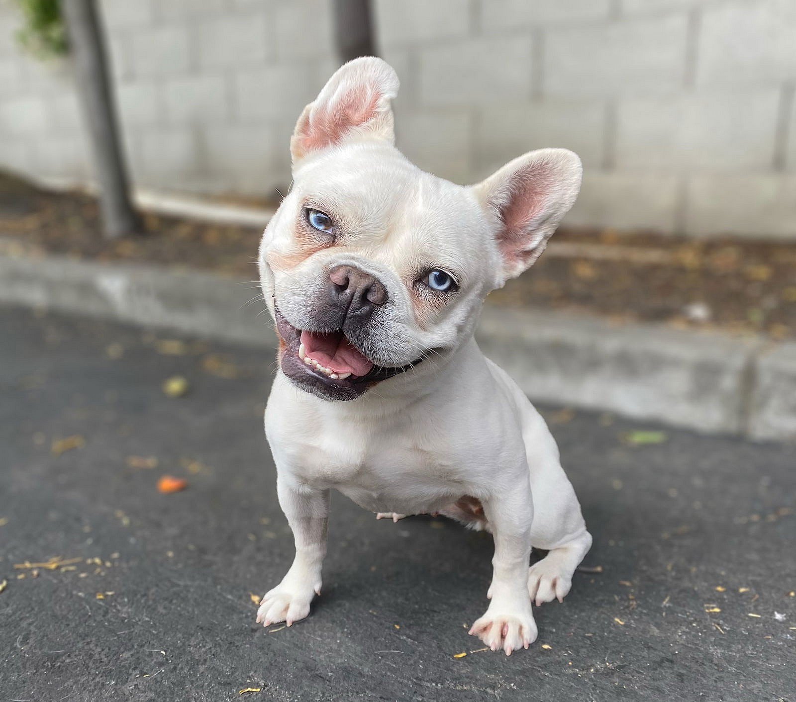 Plushie - French Bulldog