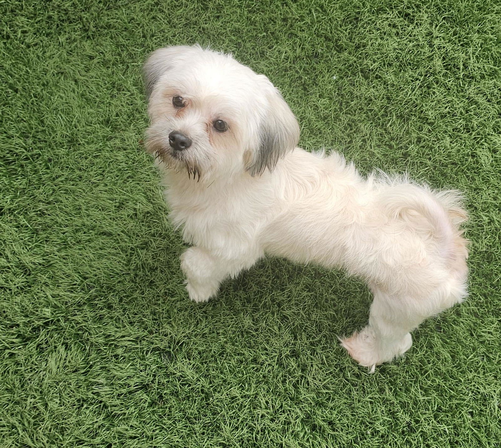 Meemo- NO MORE APPLICATIONS PLEASE! - Maltese