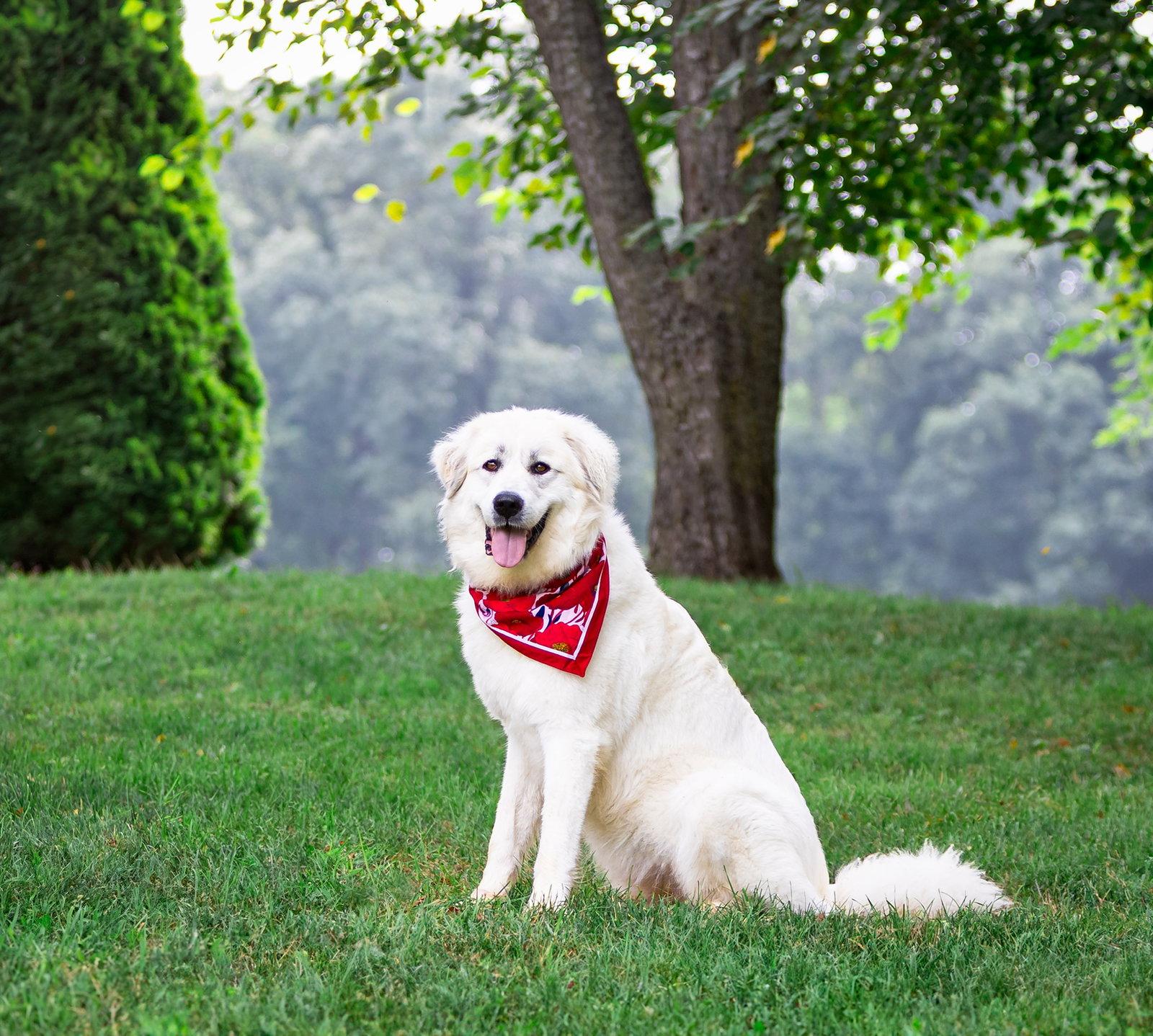 Winnie - Great Pyrenees