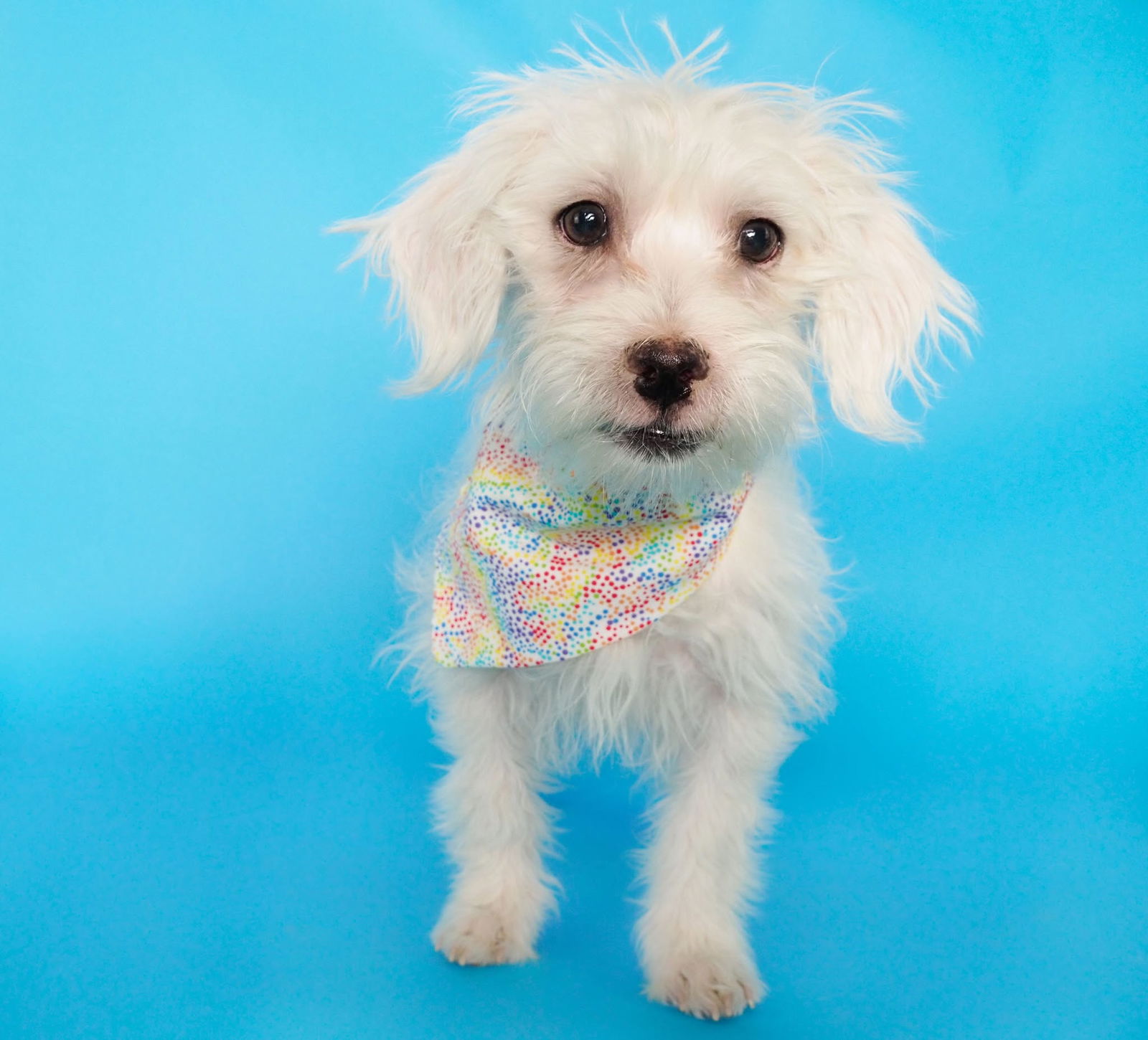 PUPPIES! Poodle/Chihuahua Mixes